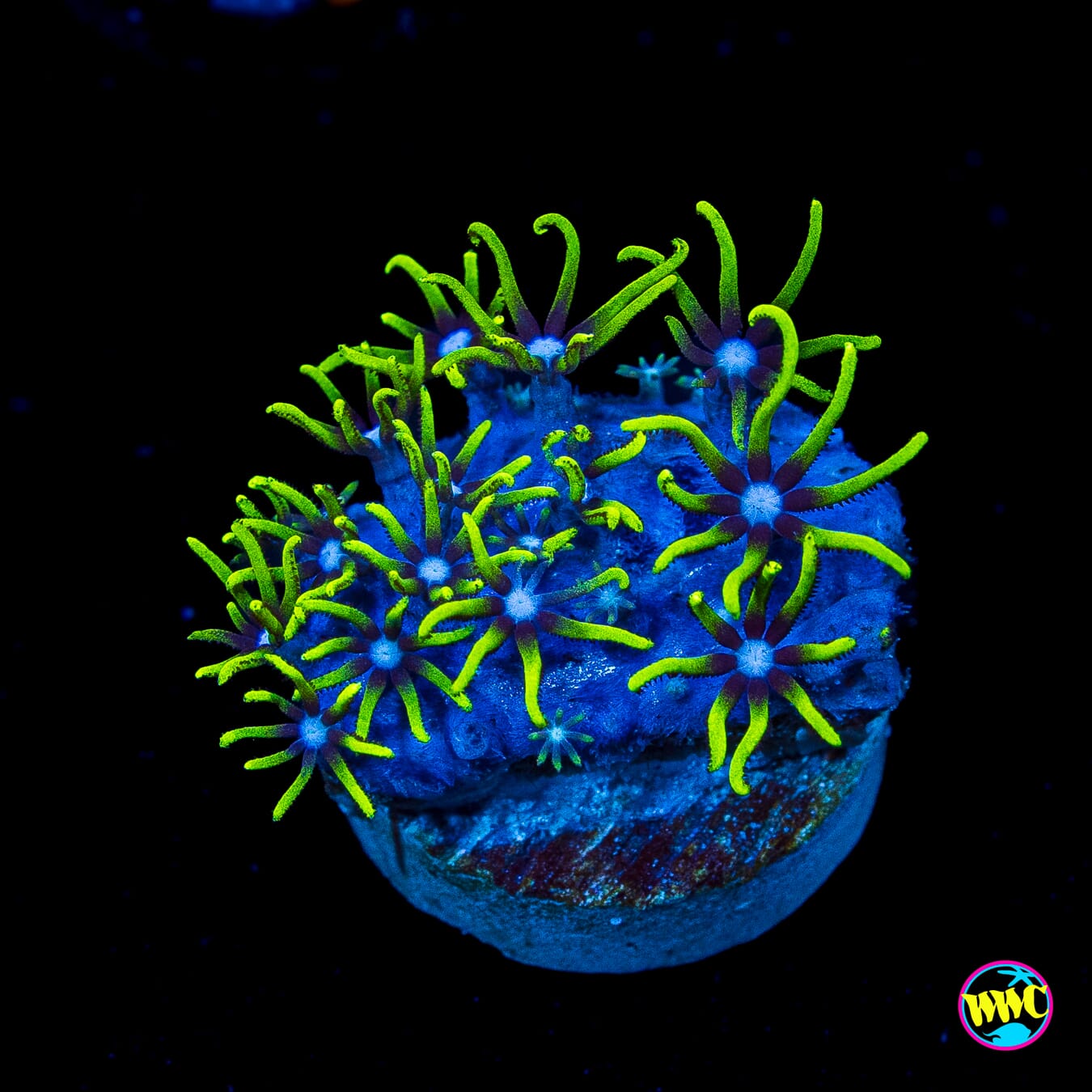 Neon Green Star Polyps