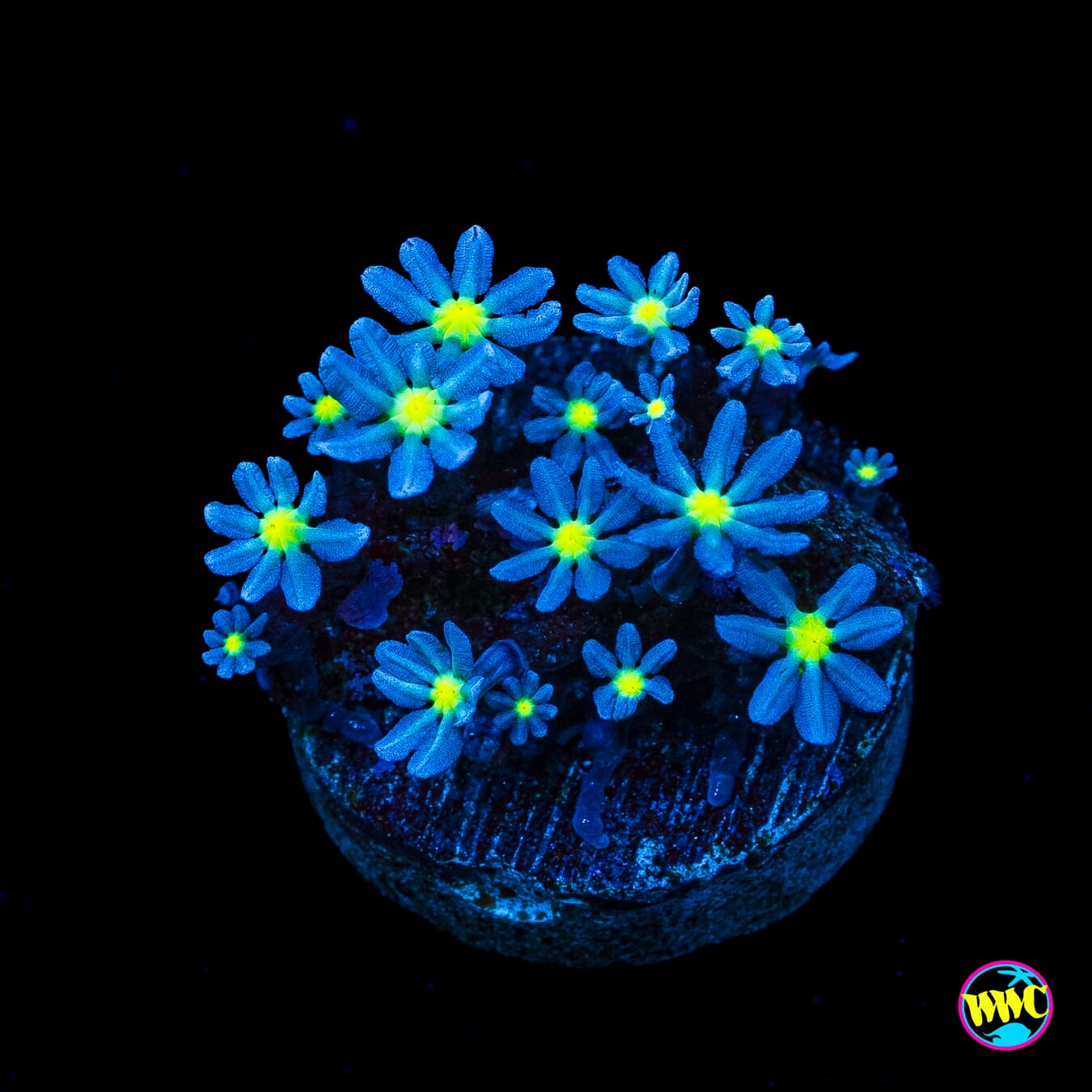WWC Midnight Daisy Polyps