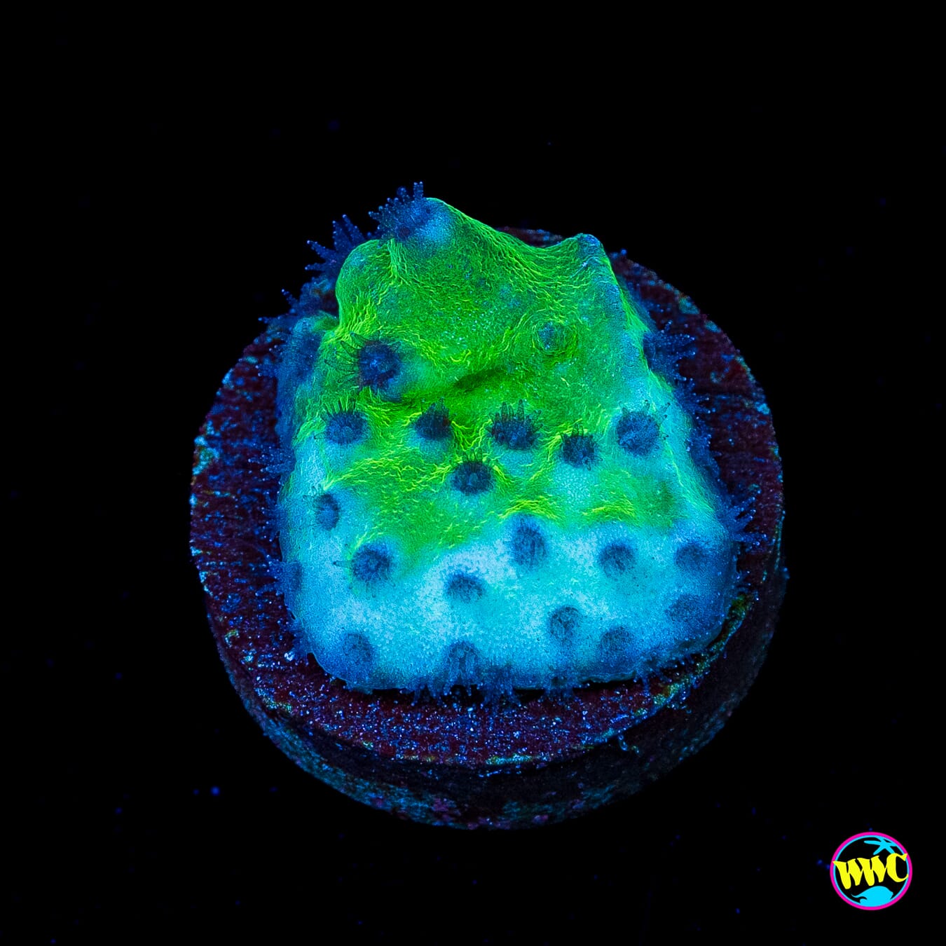 WWC Purple Polyp Turbinaria