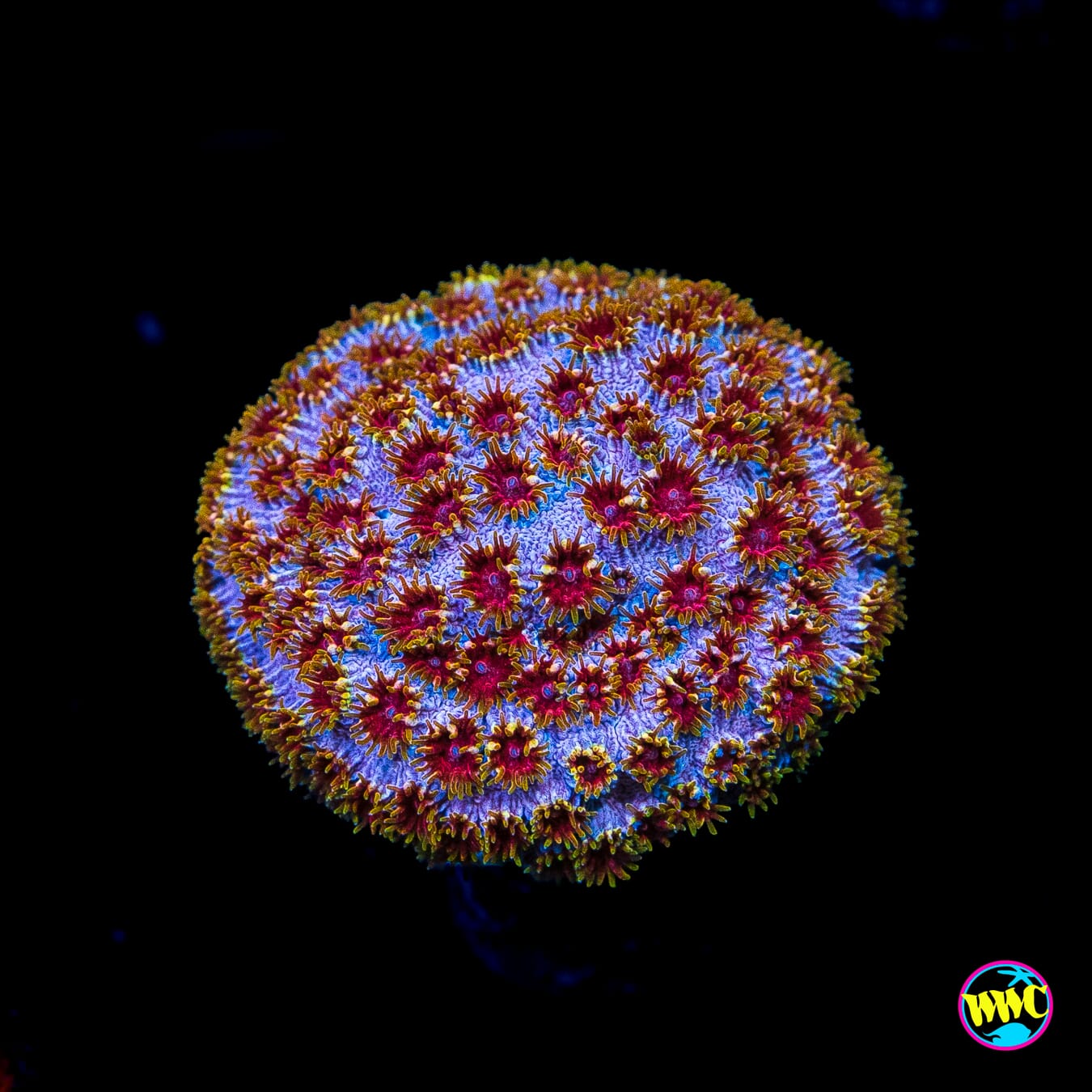 WWC Skittles Bomb Cyphastrea
