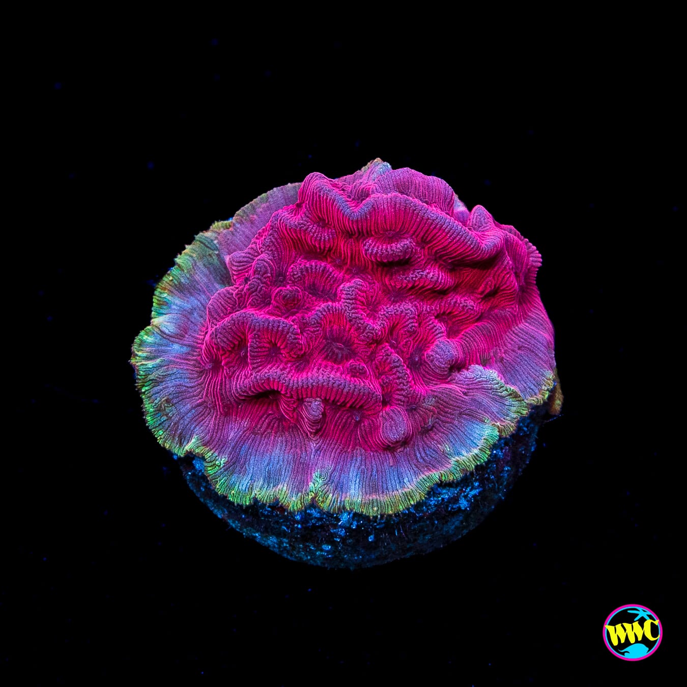WWC Pink Flamingo Leptoseris