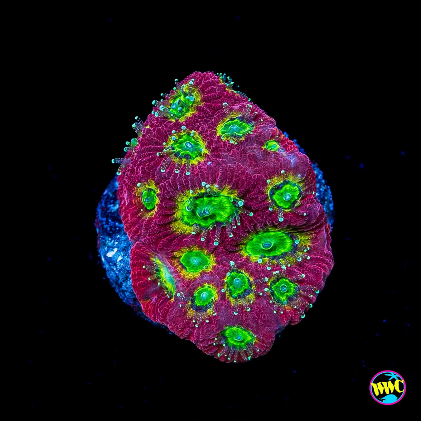 WWC Lemon Lime Favites