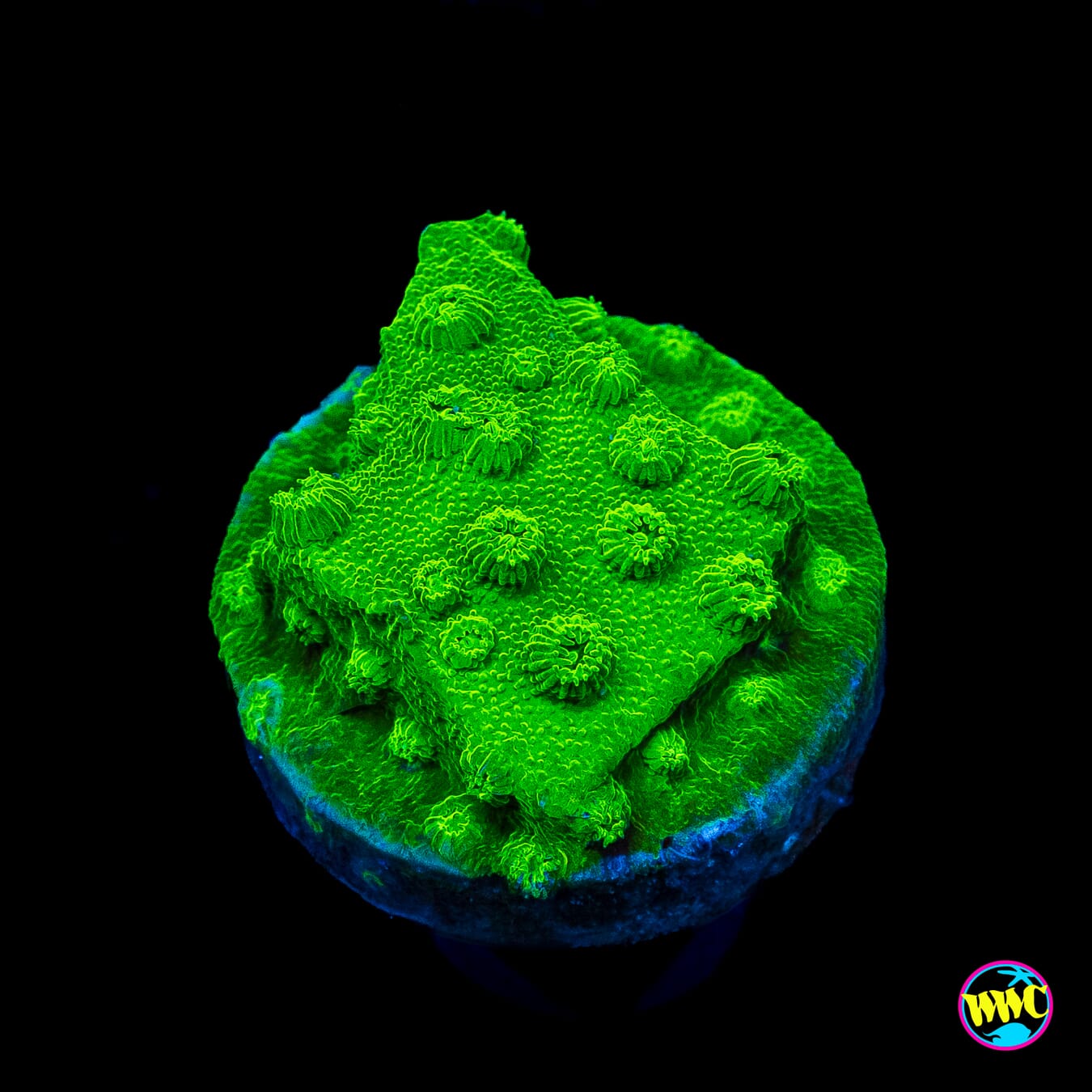 WWC Lime Green Cyphastrea