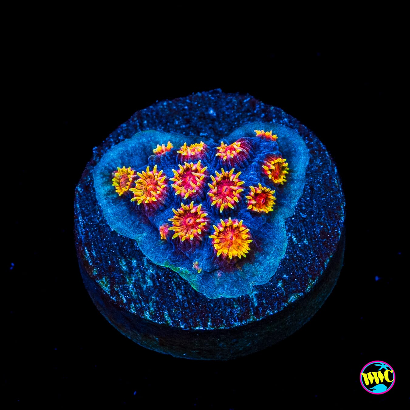 WWC Bizarro Cyphastrea