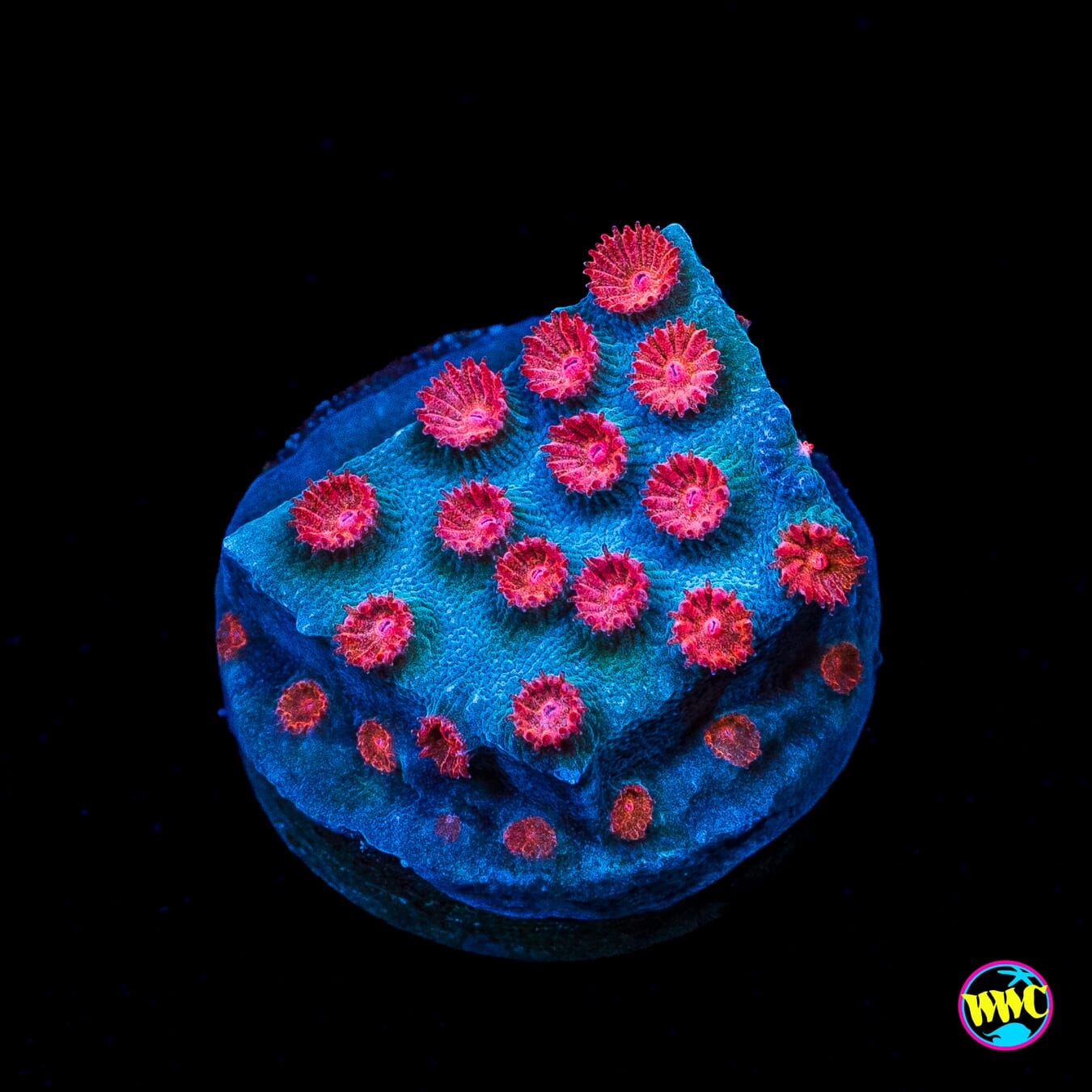 WWC Meteor Shower Cyphastrea