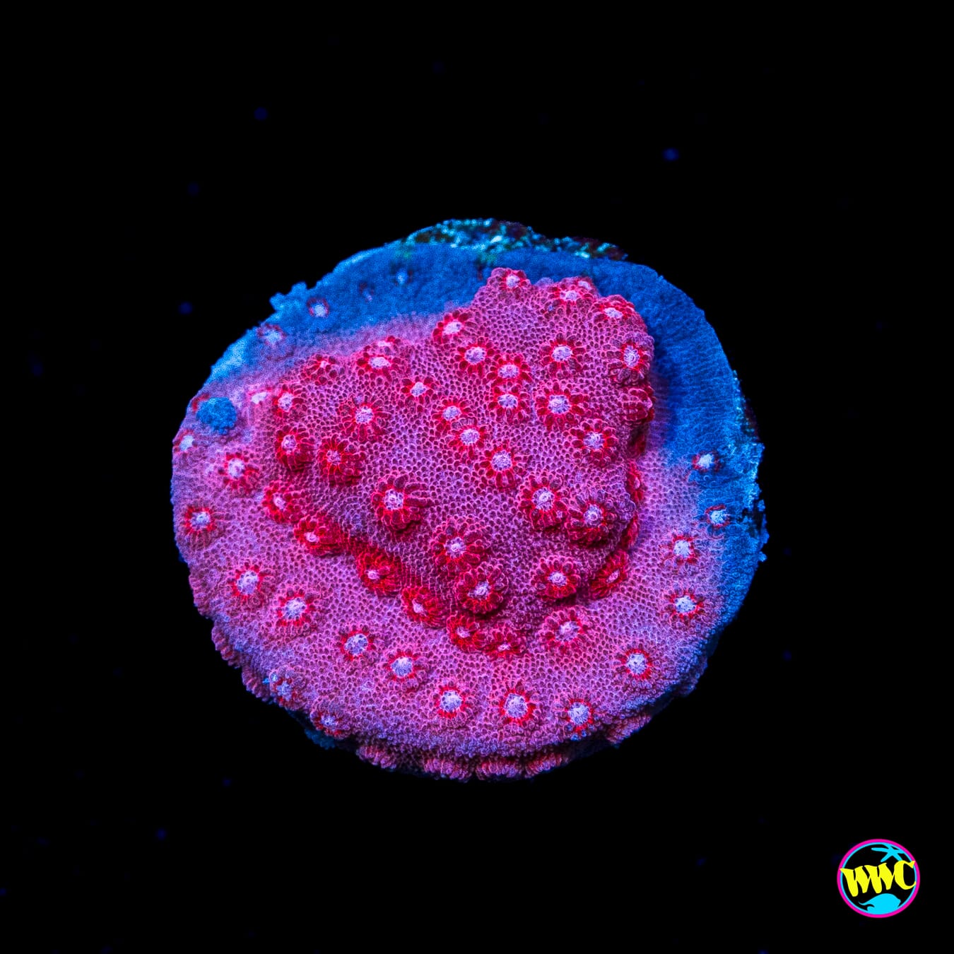 WWC Pinky Cyphastrea