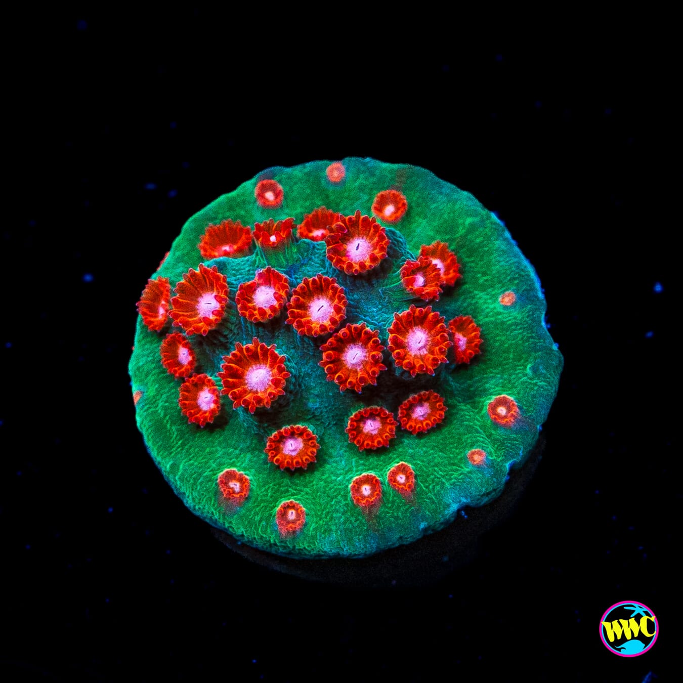 WWC Jingle Bells Cyphastrea