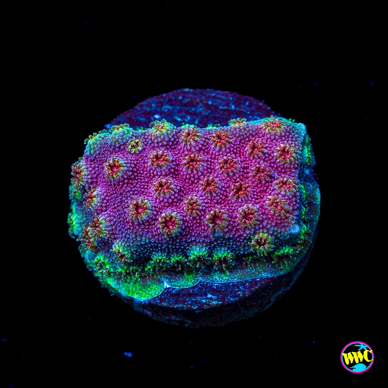 WWC Bronco Berry Cyphastrea