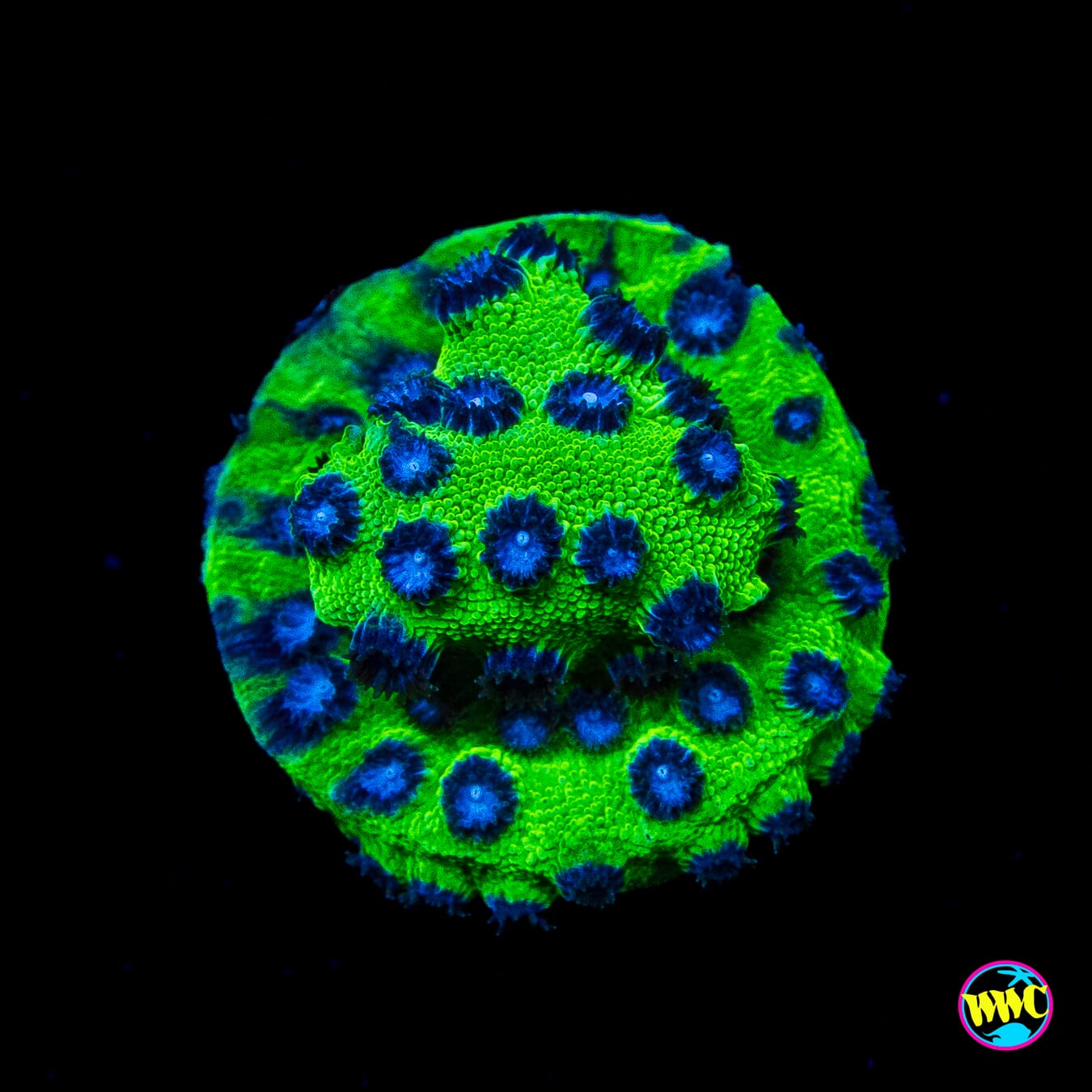 Jason Fox Master PPE Cyphastrea