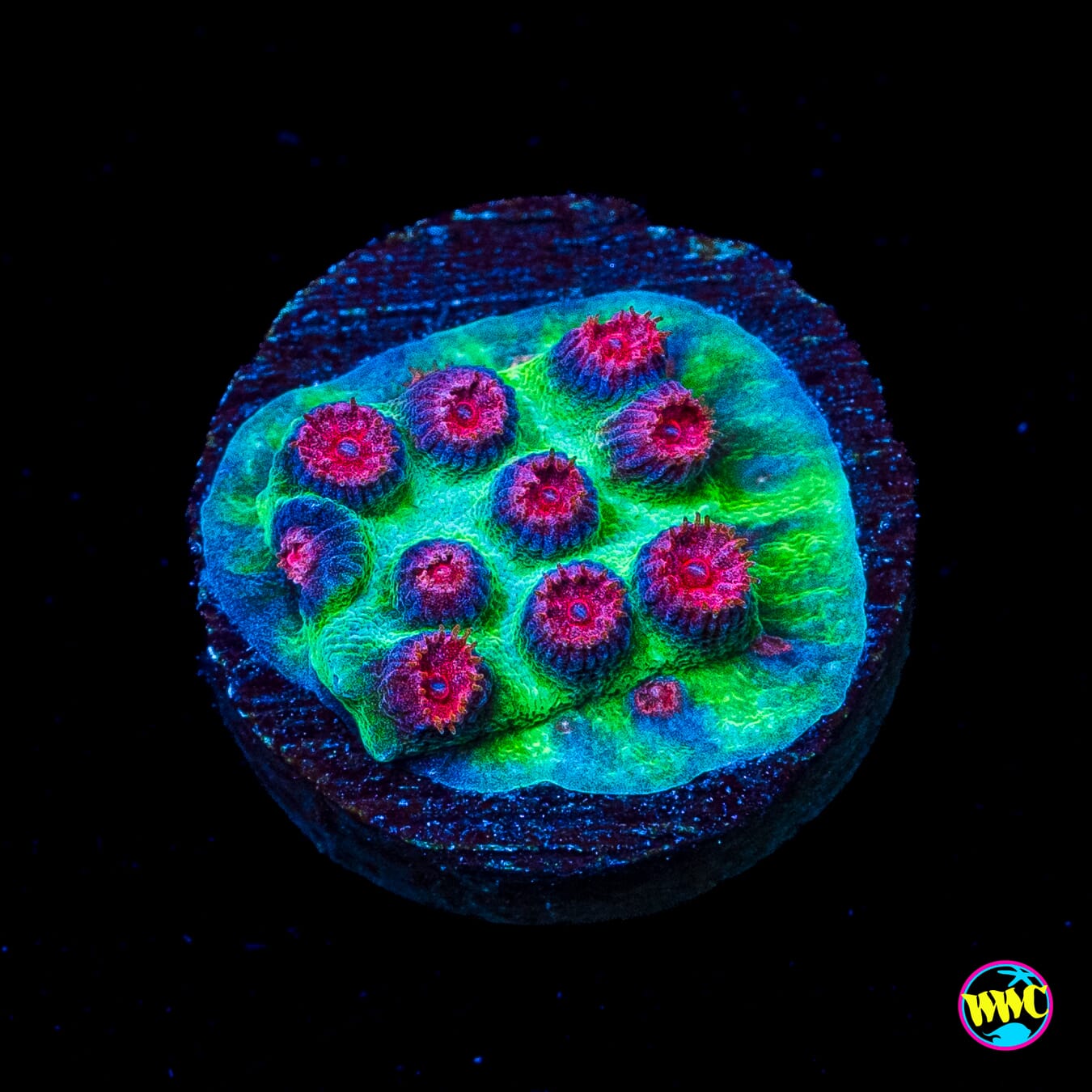 Jason Fox Alien Pox Cyphastrea