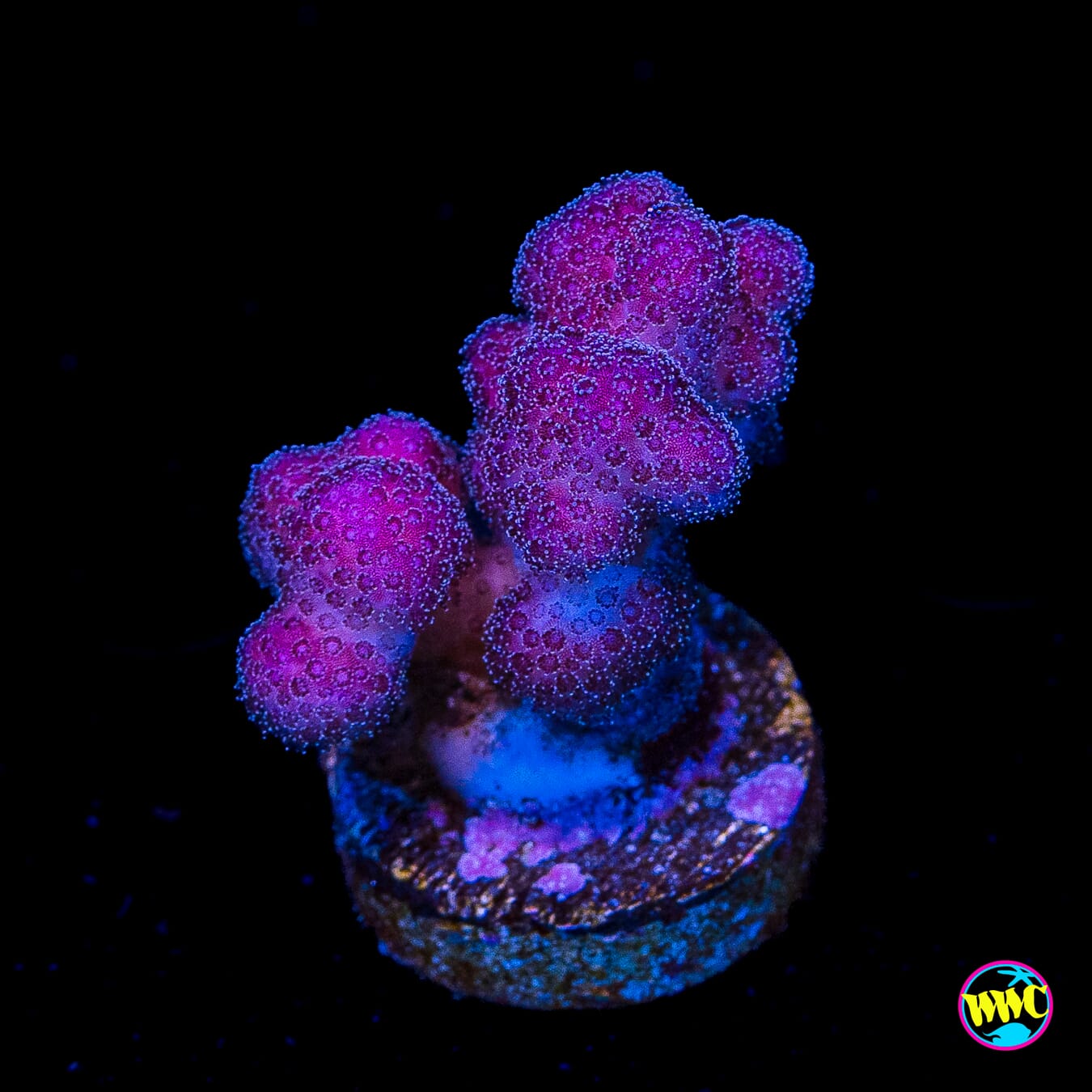 WWC Purple Stylophora