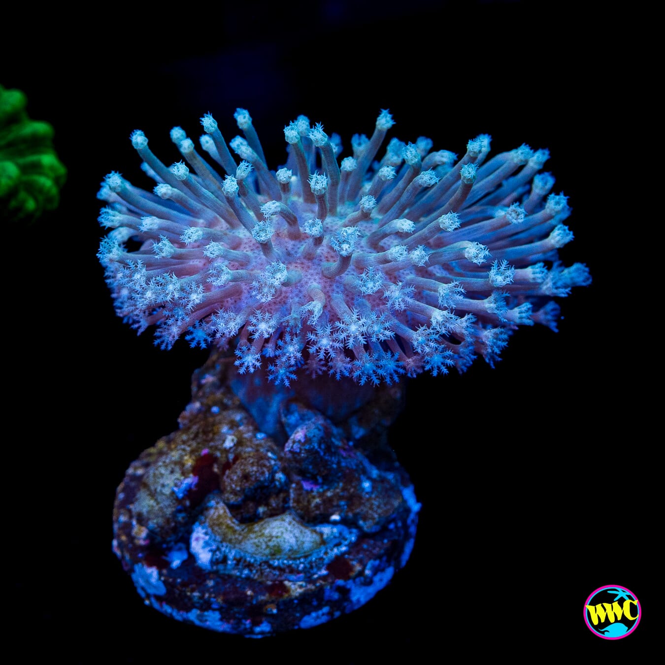 WWC Silver Polyp Toadstool Leather