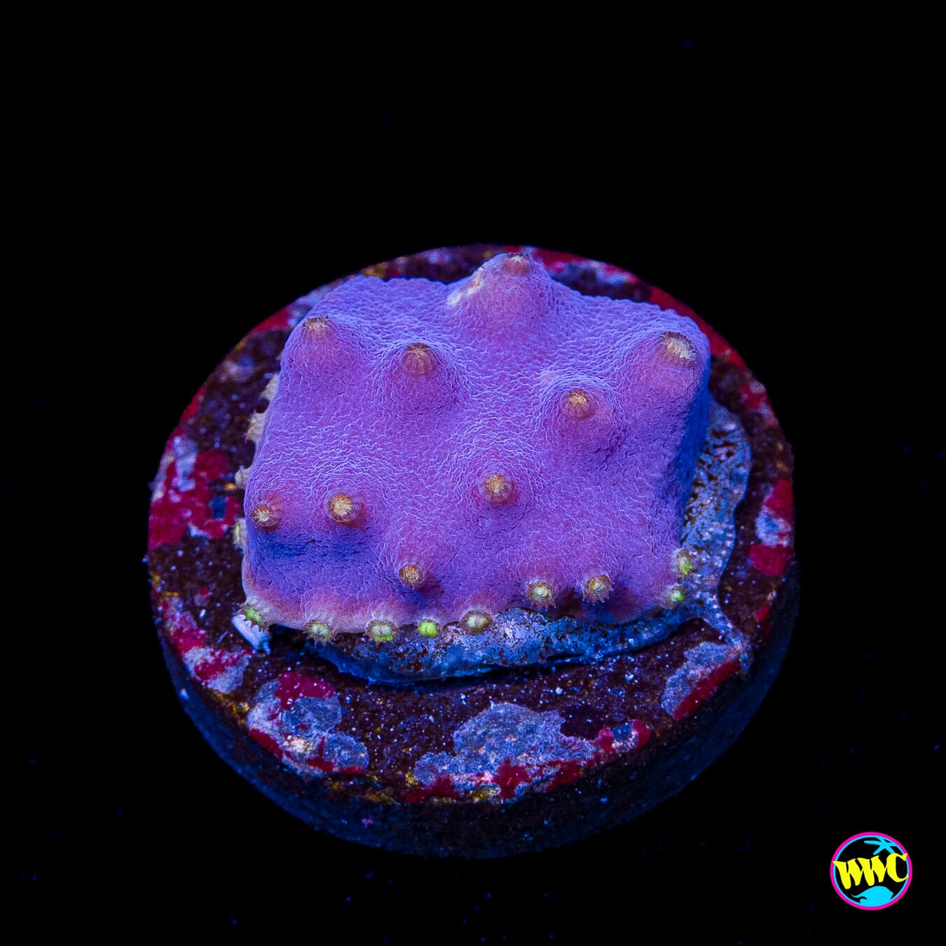 WWC Lakerz Turbinaria