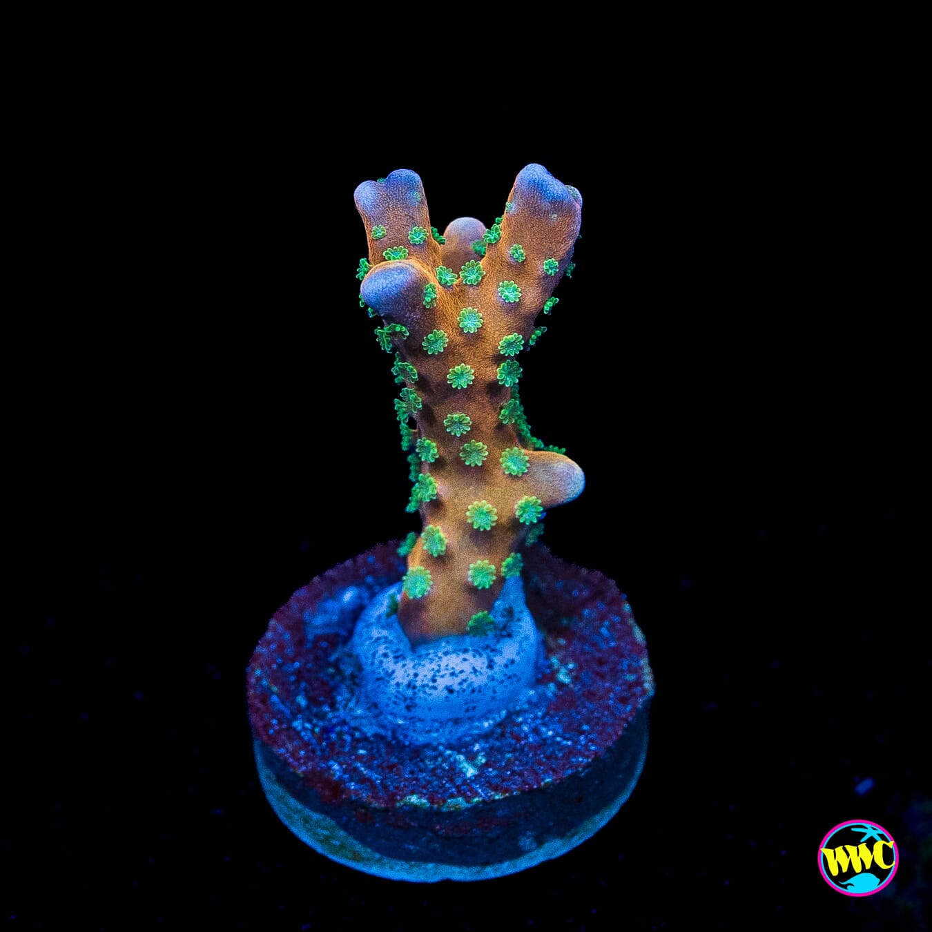 RR Tropicana Anacropora