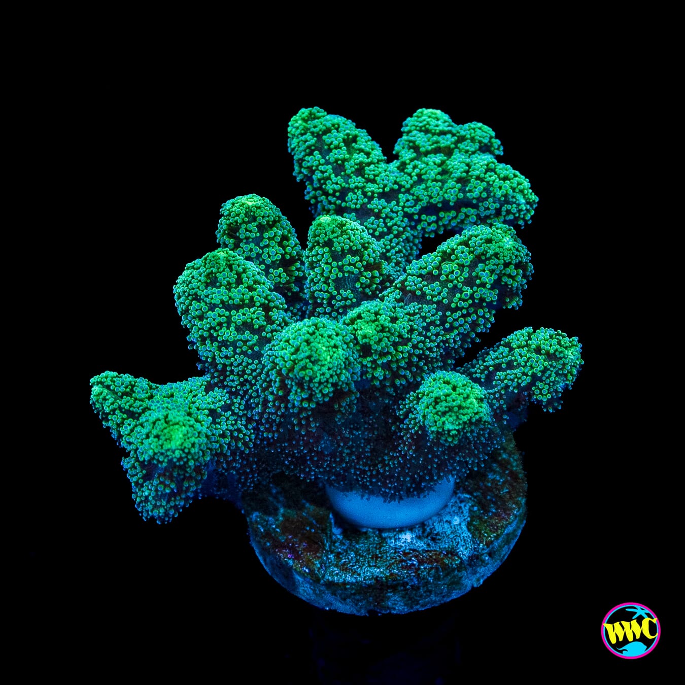 Green Birdsnest