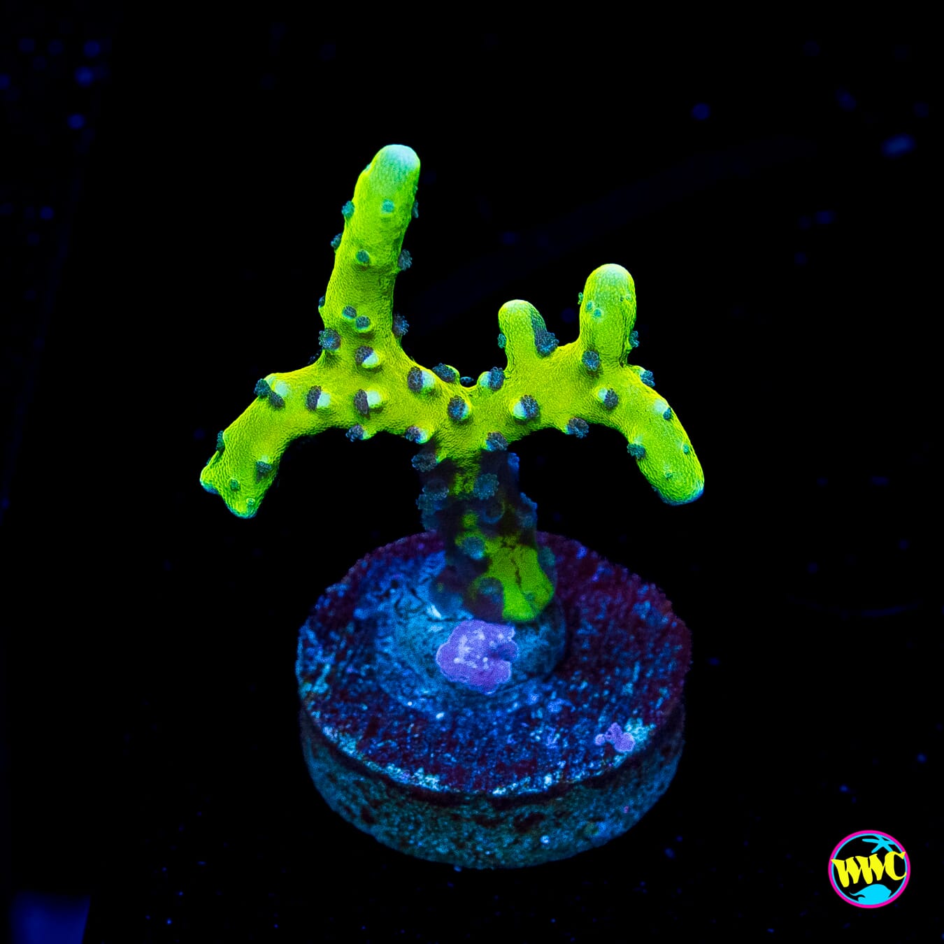 WWC Banana Hammock Anacropora