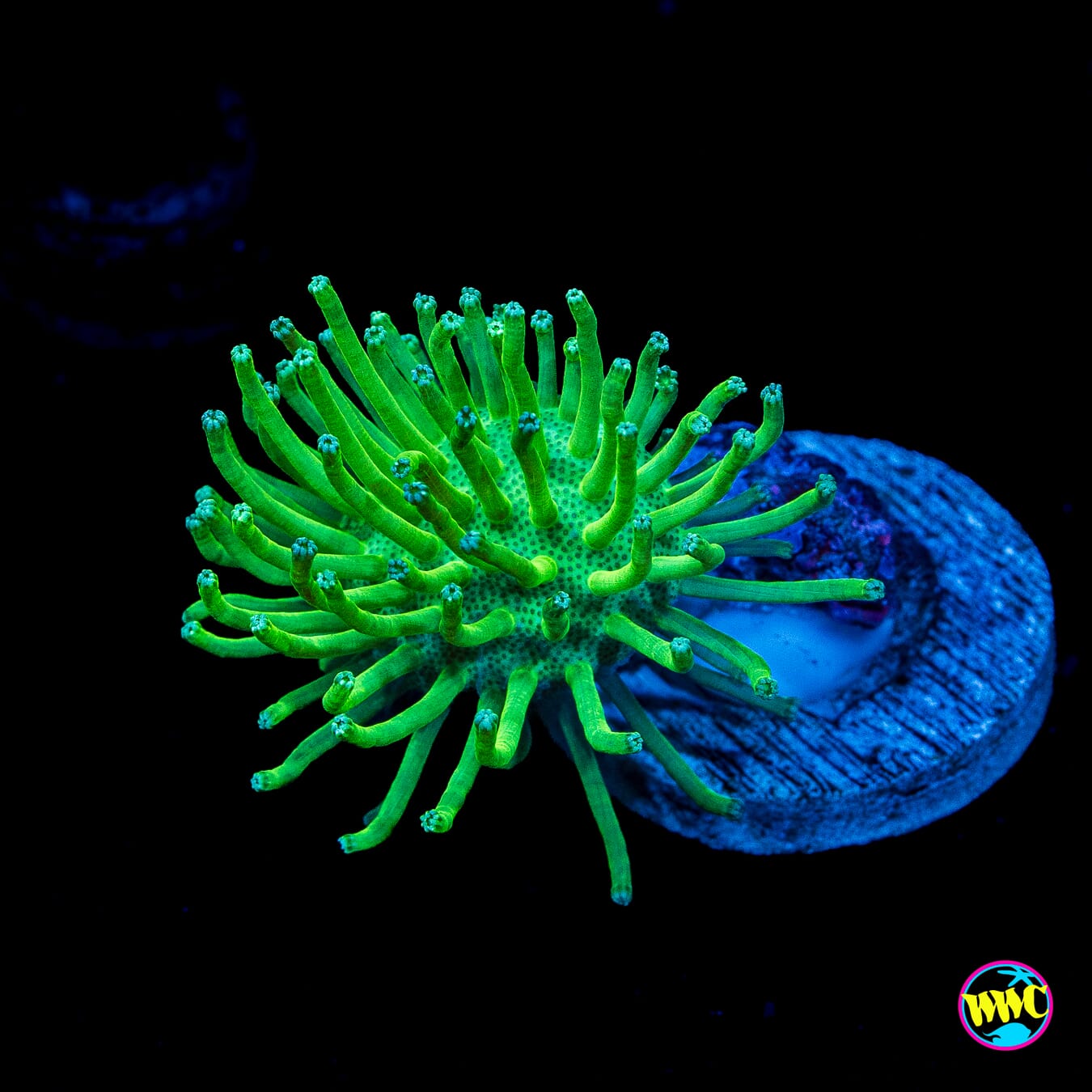 WWC Long Polyp Toadstool Leather