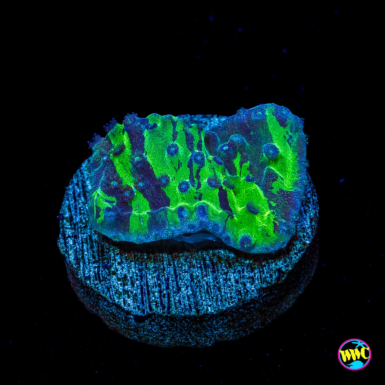 WWC Grafted Purple Polyp Turbinaria
