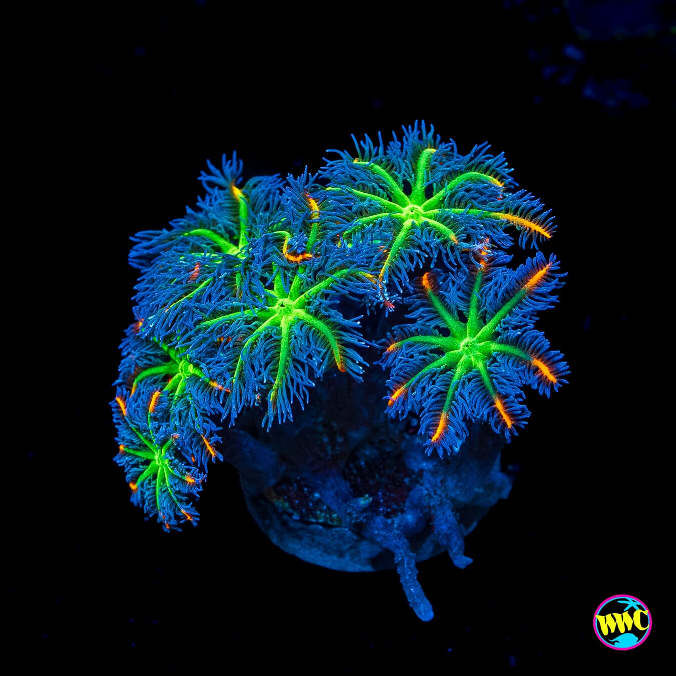 WWC High Voltage Clove Polyps