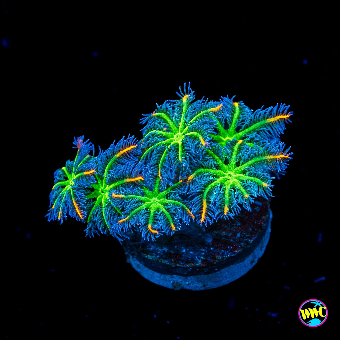 WWC High Voltage Clove Polyps
