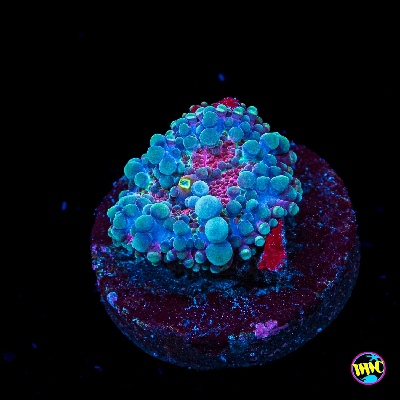 Frosted Nurple Yuma Mushroom
