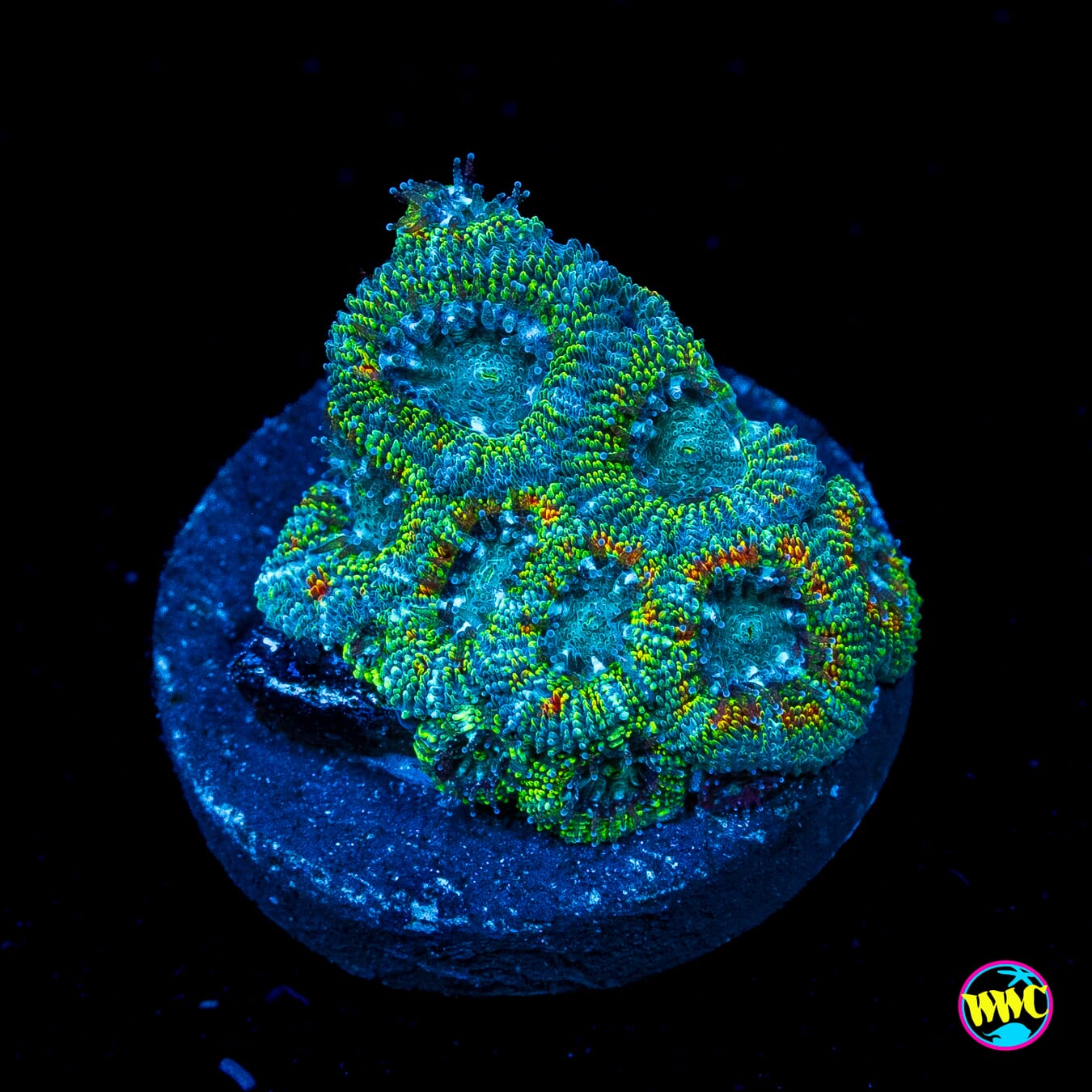 WWC Citrus Nova Micromussa