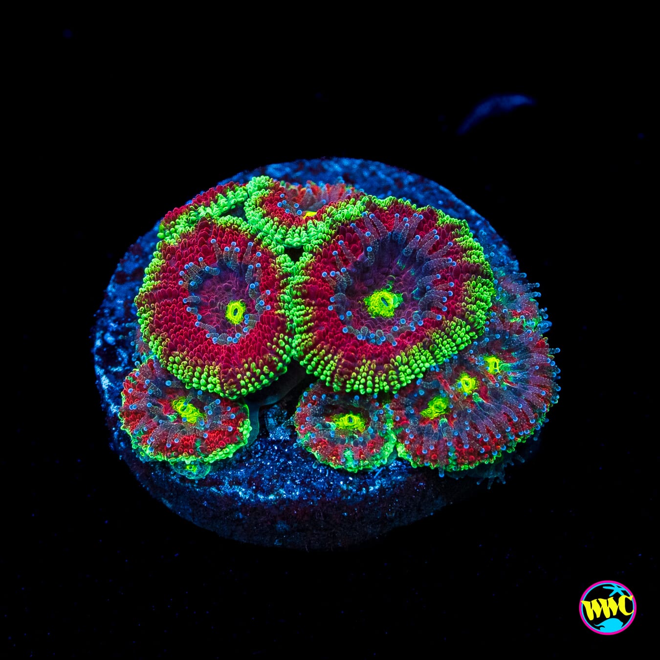 WWC Ruby Red Micromussa