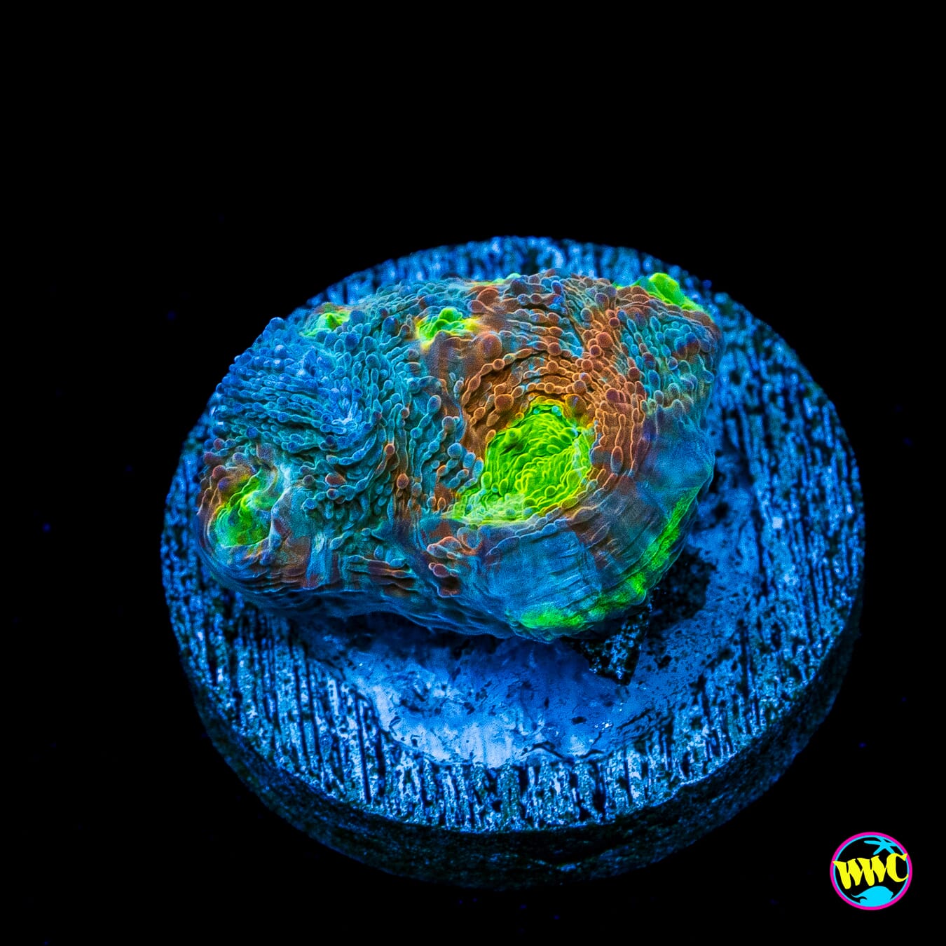 WWC Earthbound Echinata