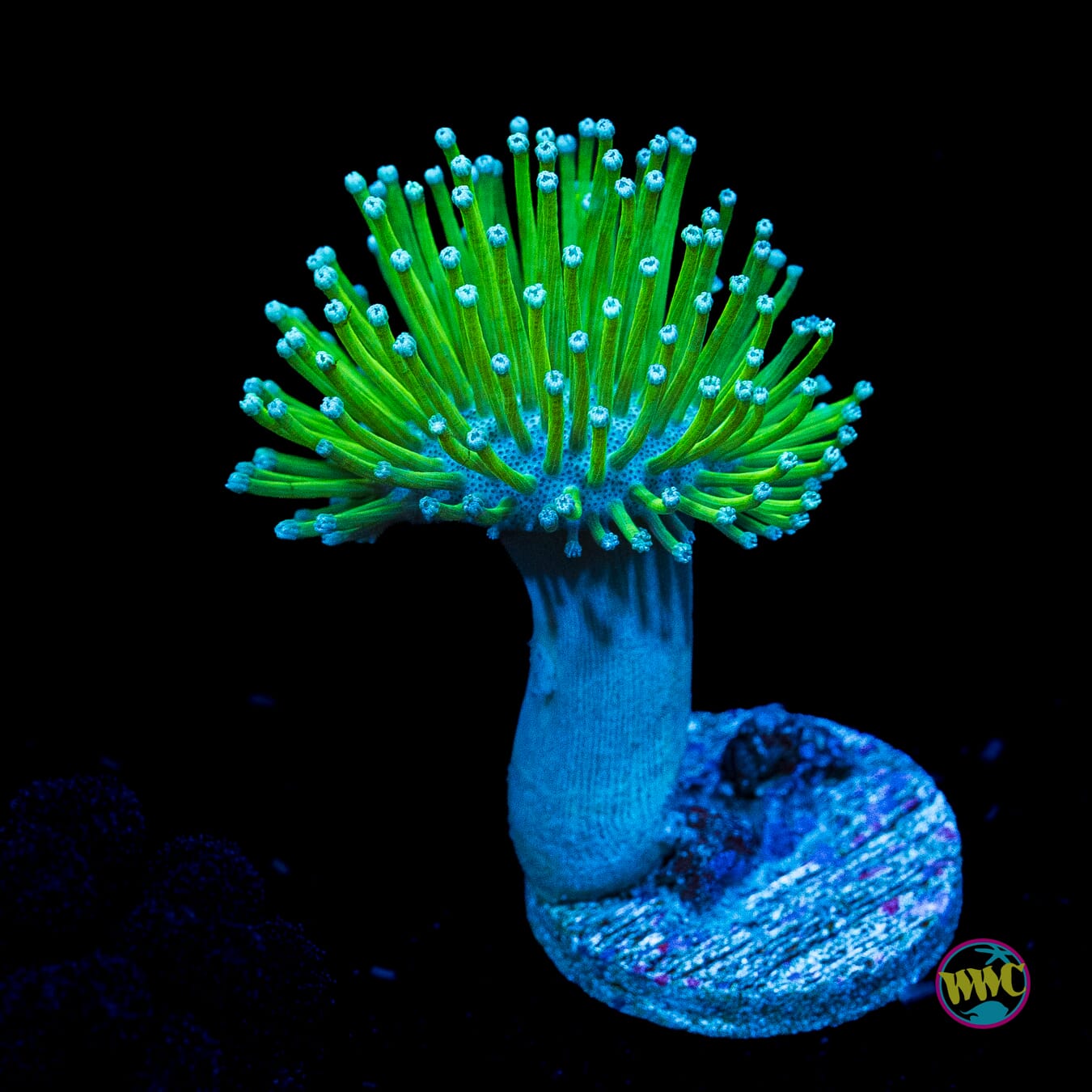 WWC Long Polyp Toadstool Leather