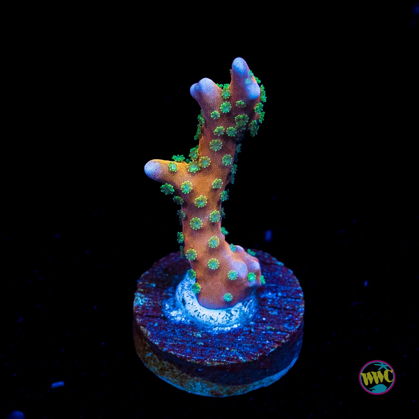 RR Tropicana Anacropora