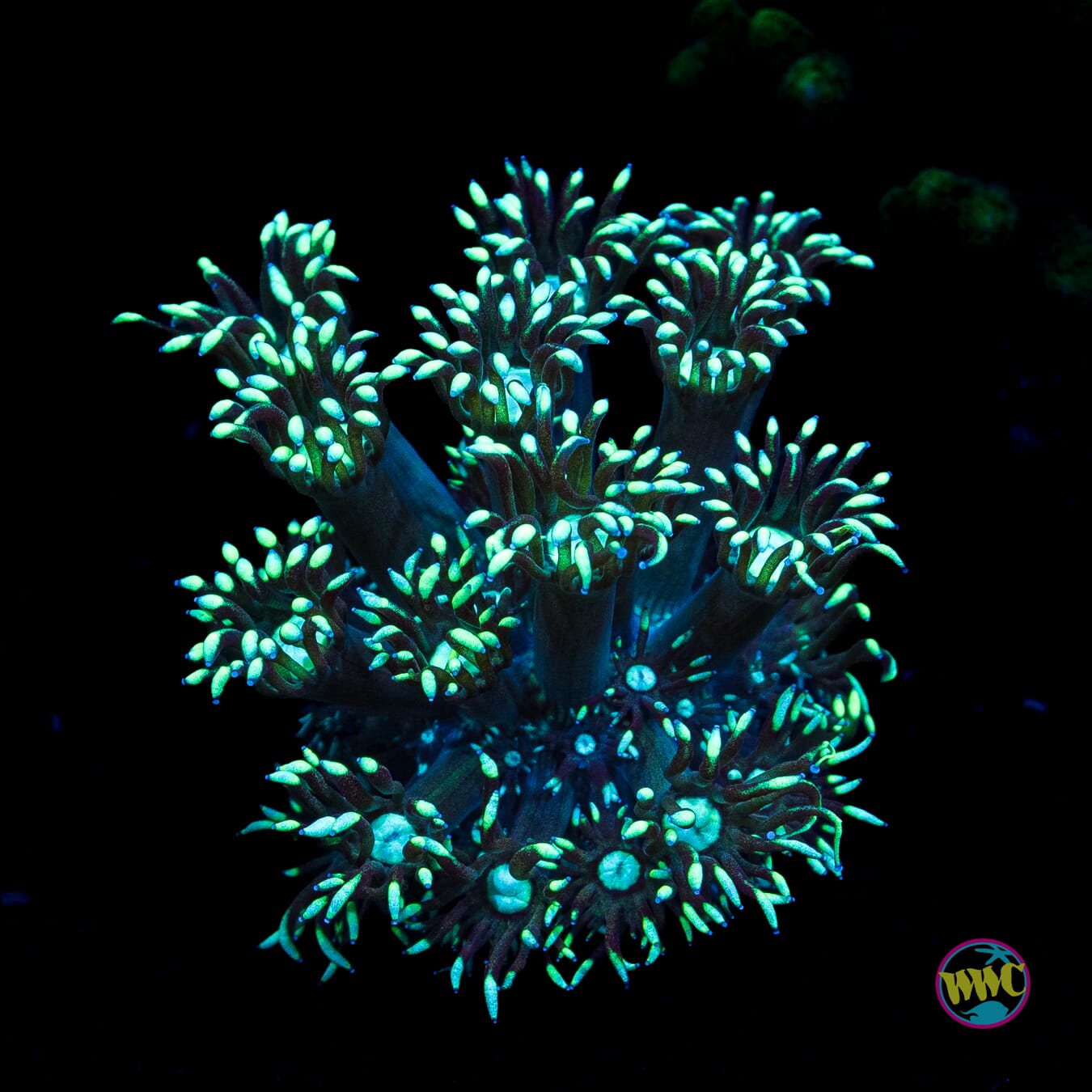 Nightmare Goniopora