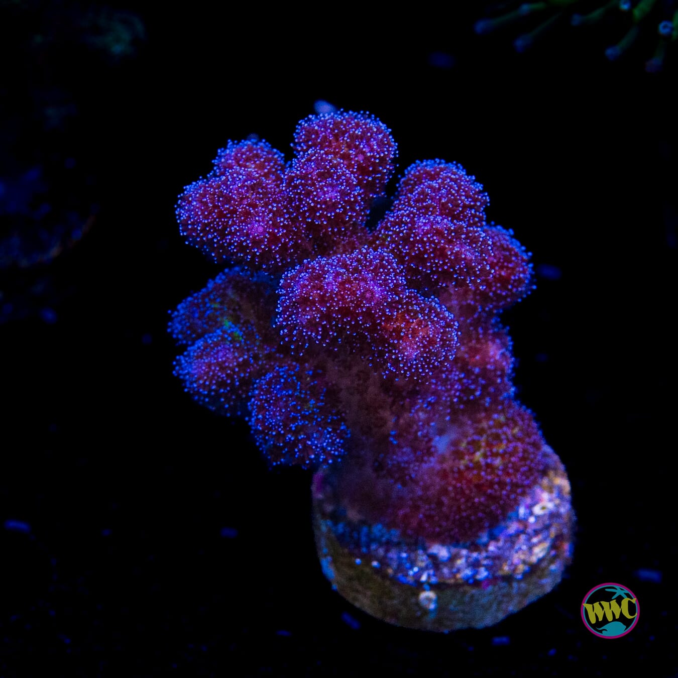WWC Rainbow Pocillopora