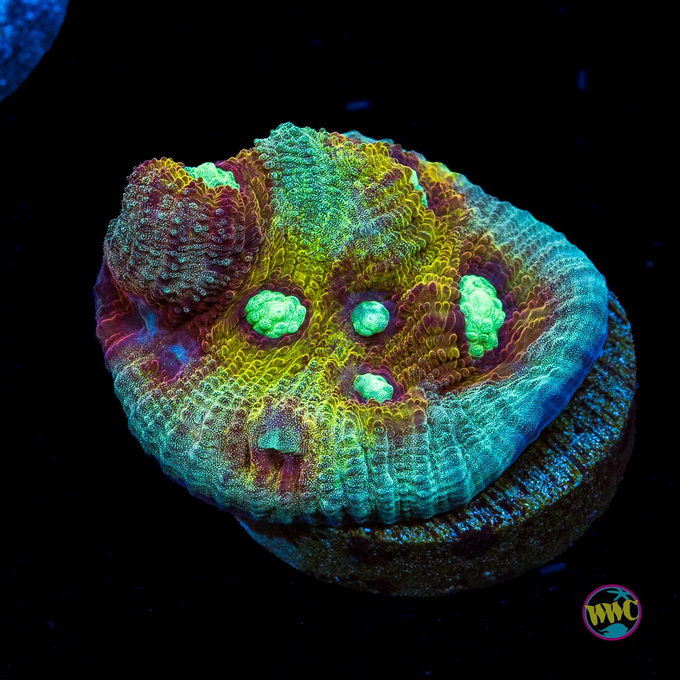 Mysterioso Mycedium Chalice