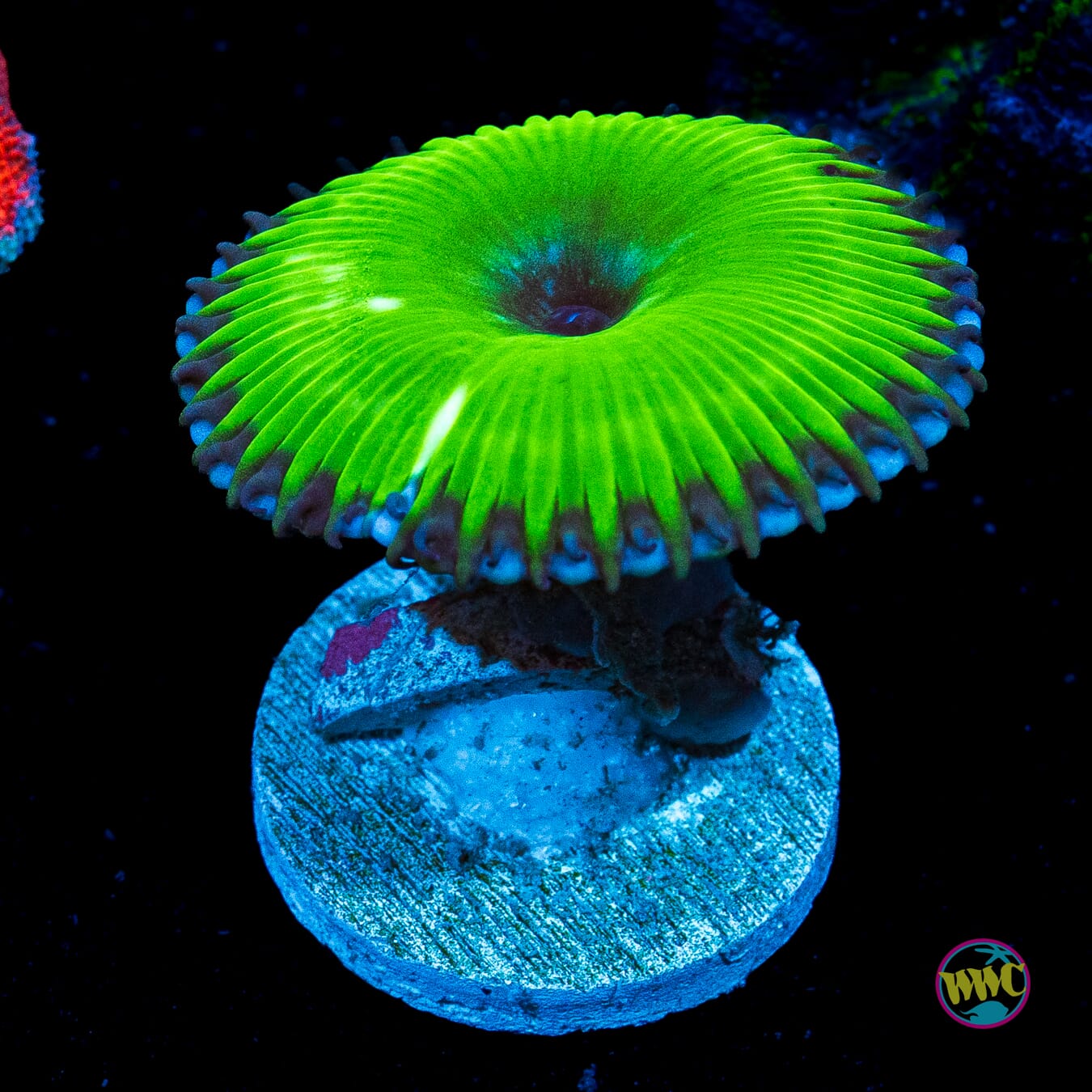 WWC Emerald Grandis Palythoa