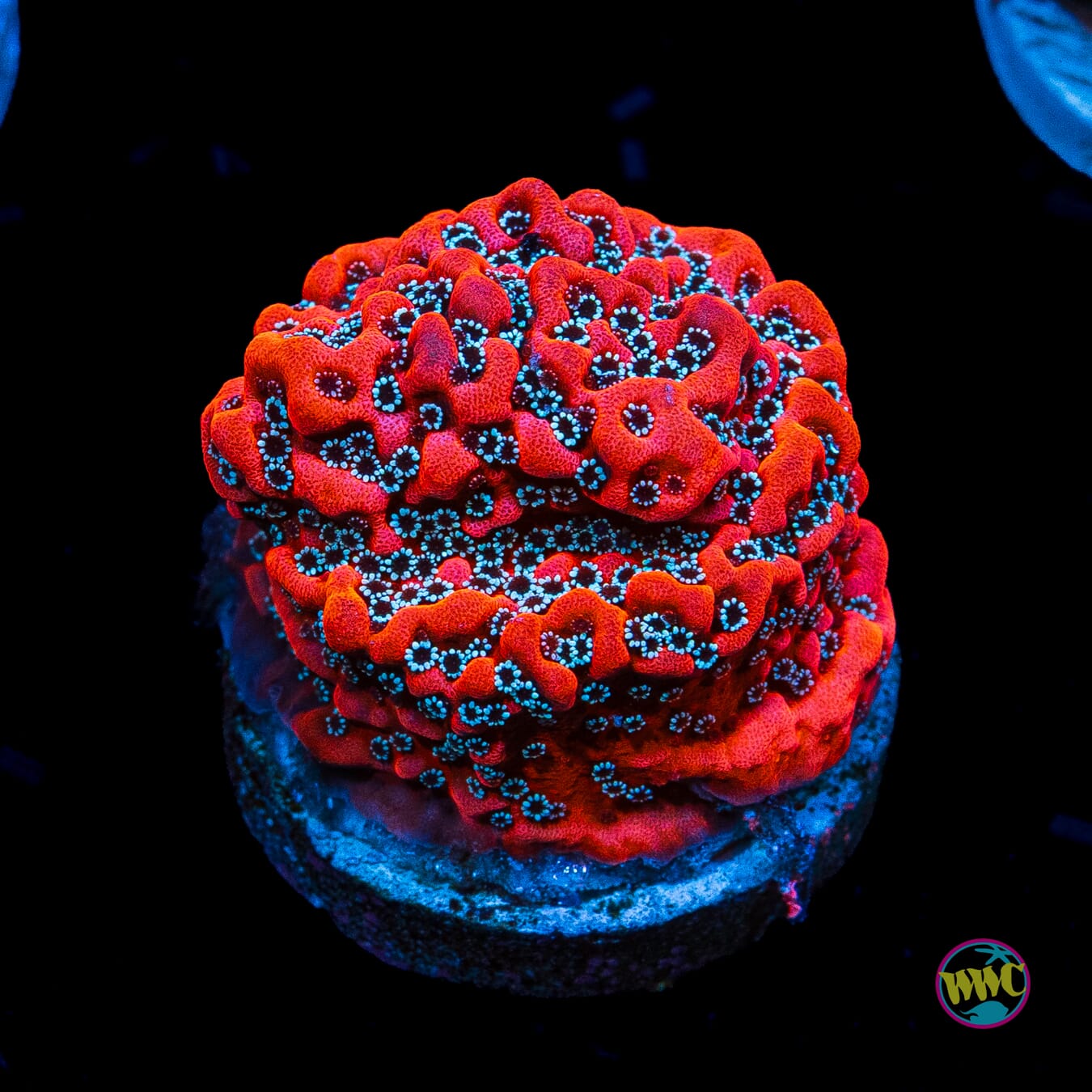 WWC Dragonfruit Montipora