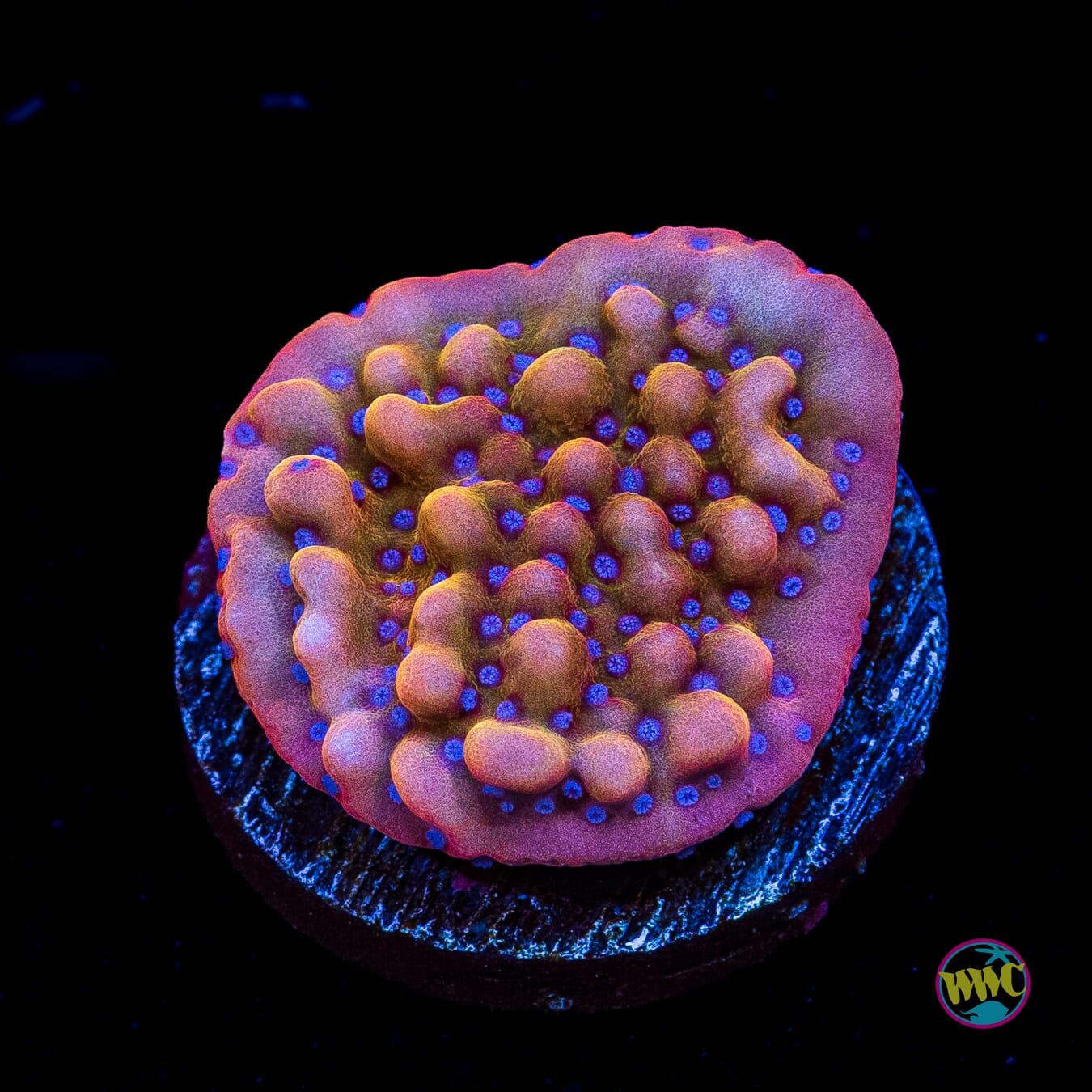 Jason Fox Slow Burn Montipora