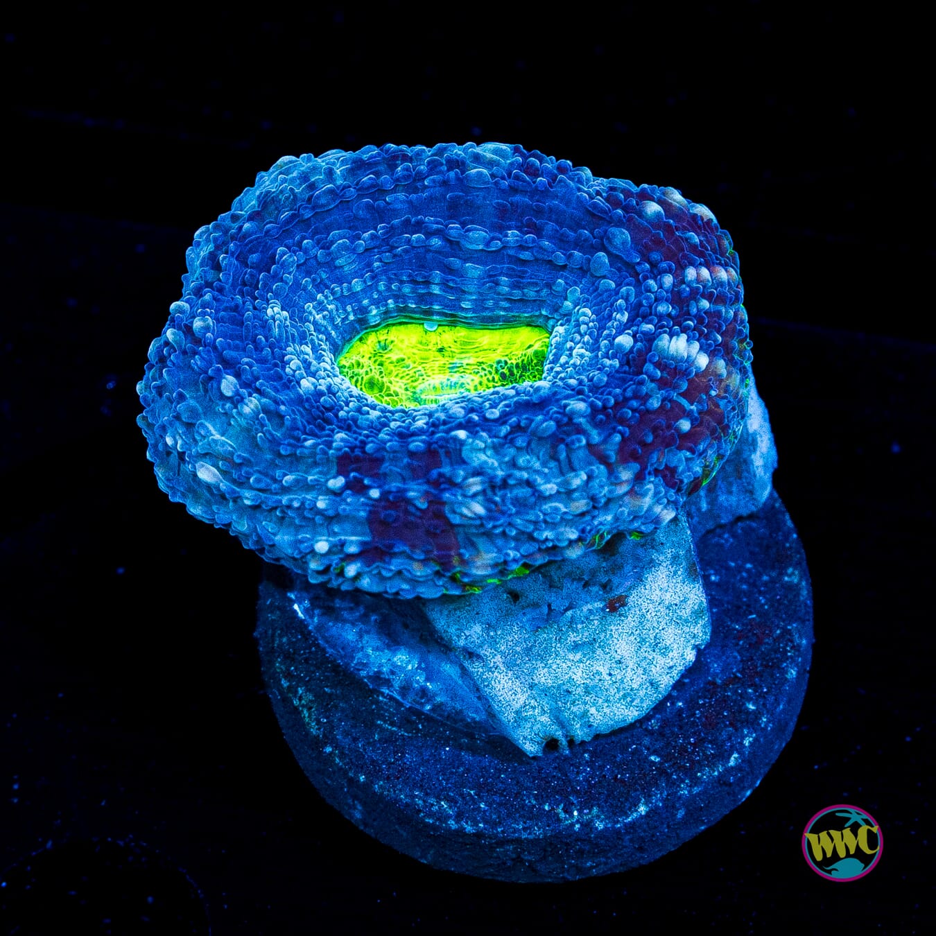 Blue Hole Bowerbanki