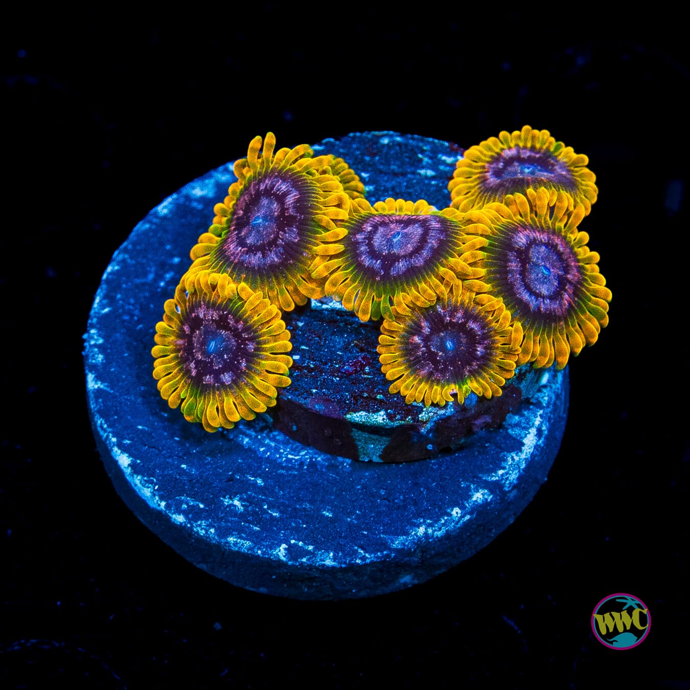 Jason Fox Acid Reflux Zoanthids