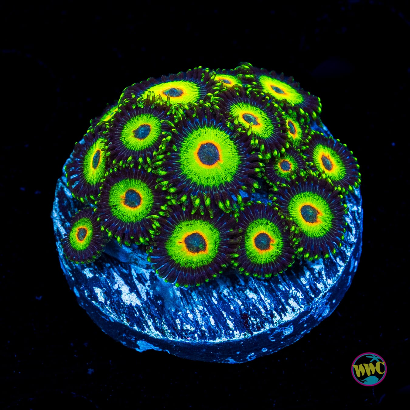 WWC Island Time Zoanthids