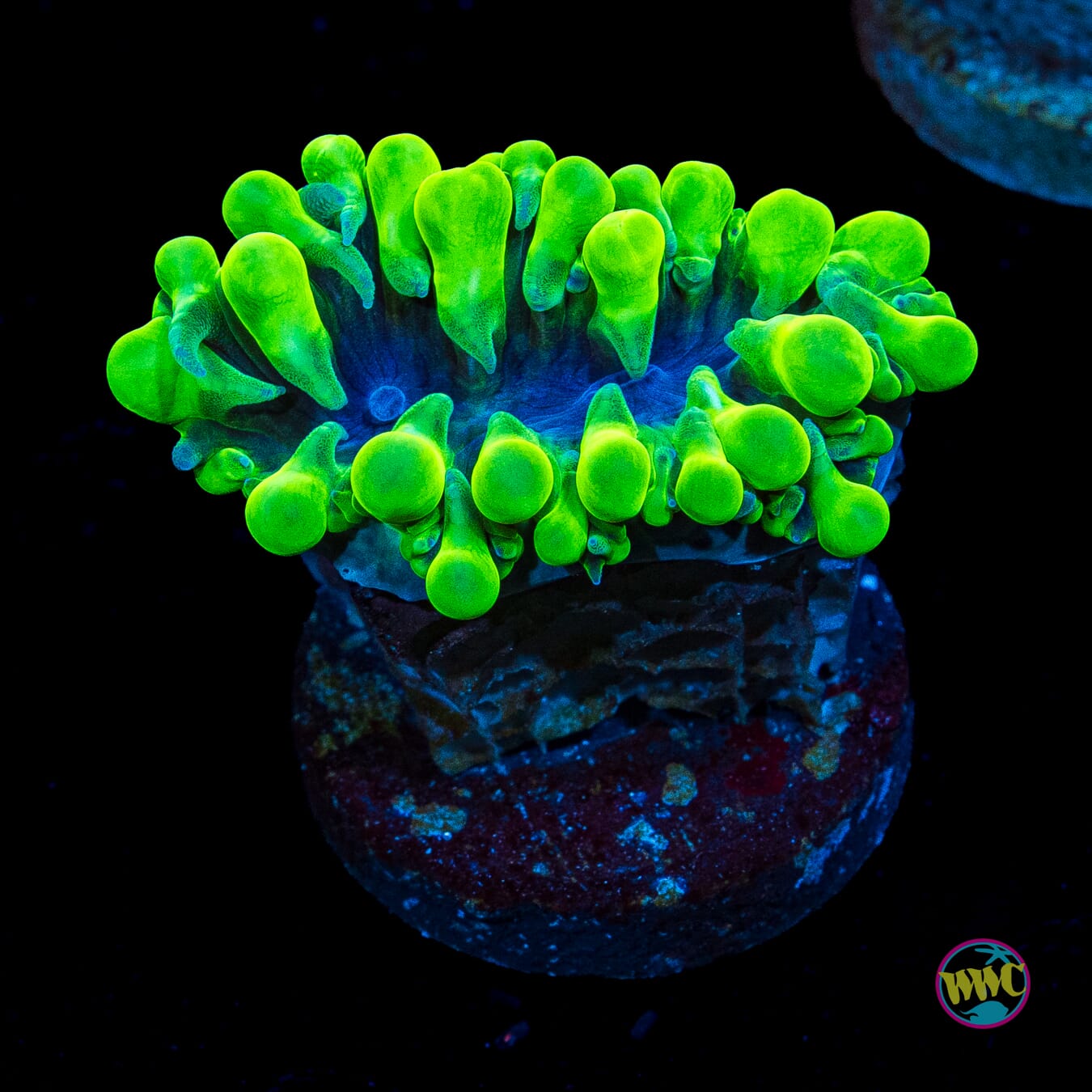 WWC Pearl Bubble Coral