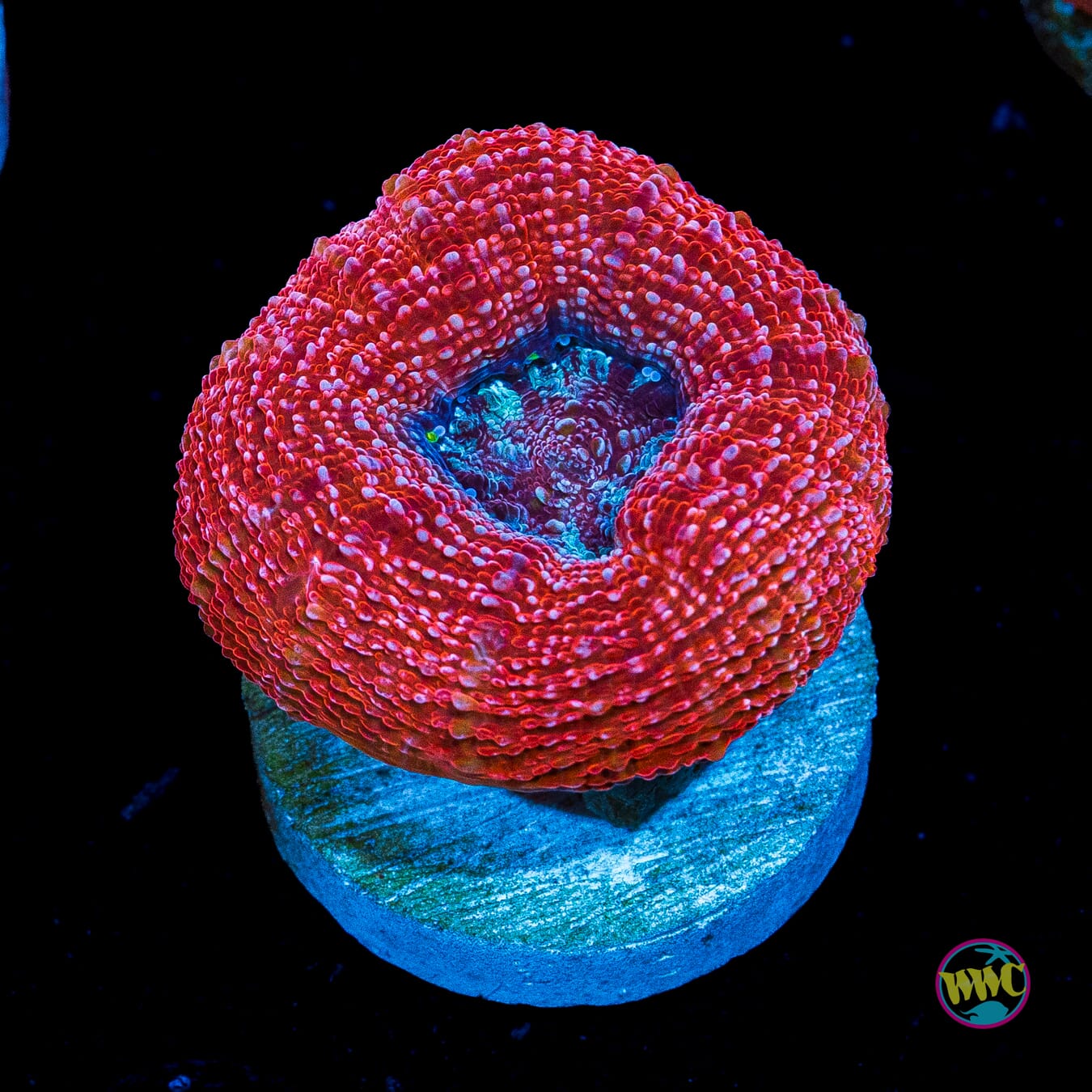 Goji Berry Bowerbanki