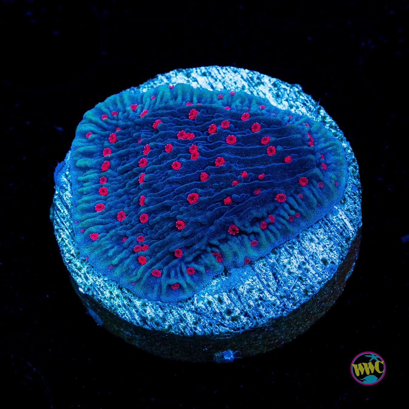 Red Roses Montipora