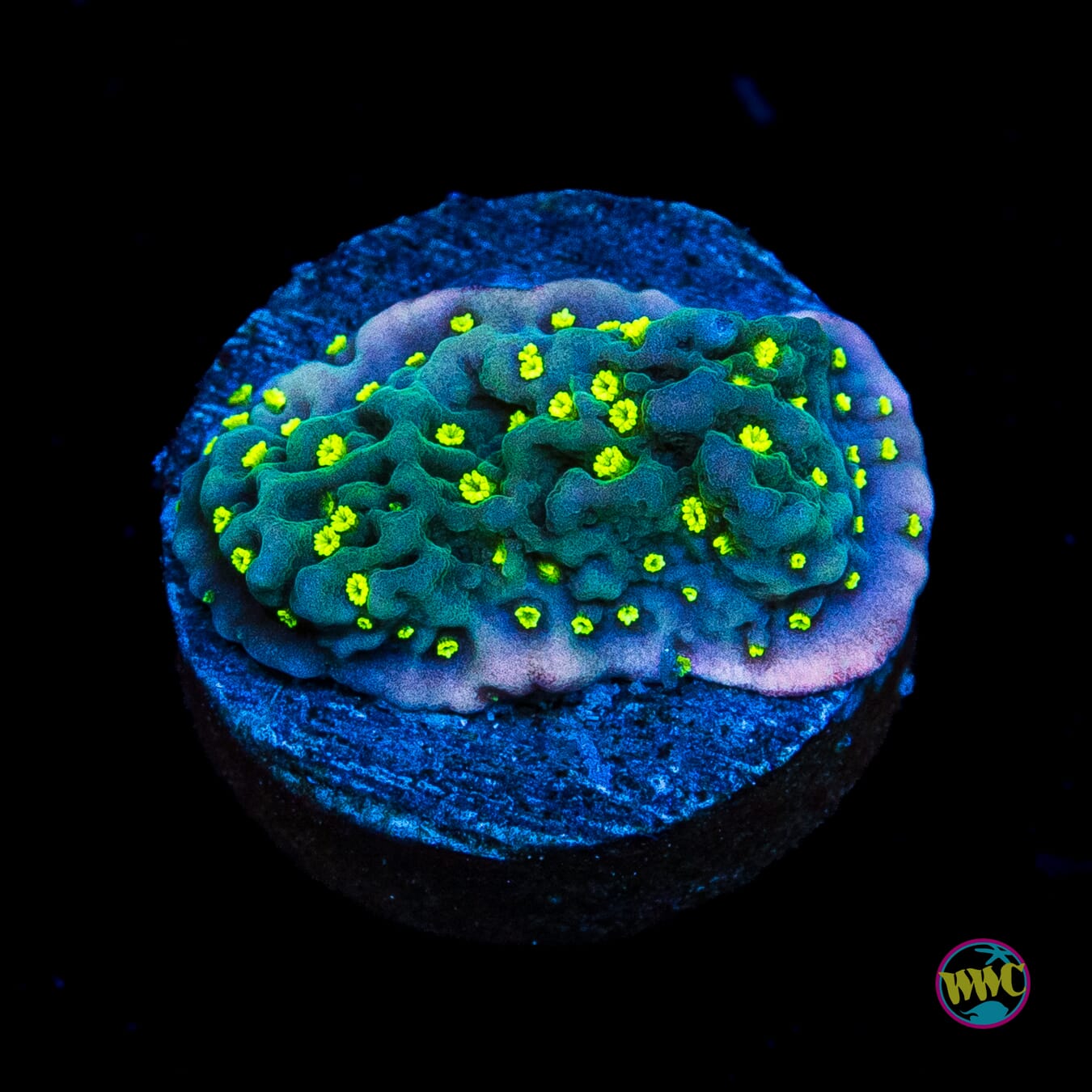 Jason Fox Frankies Hot Pink Rim Montipora