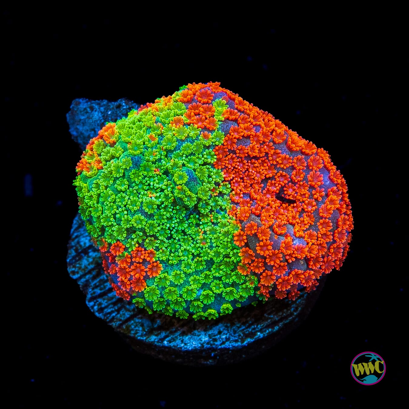 Jason Fox Dizzy Spell Montipora