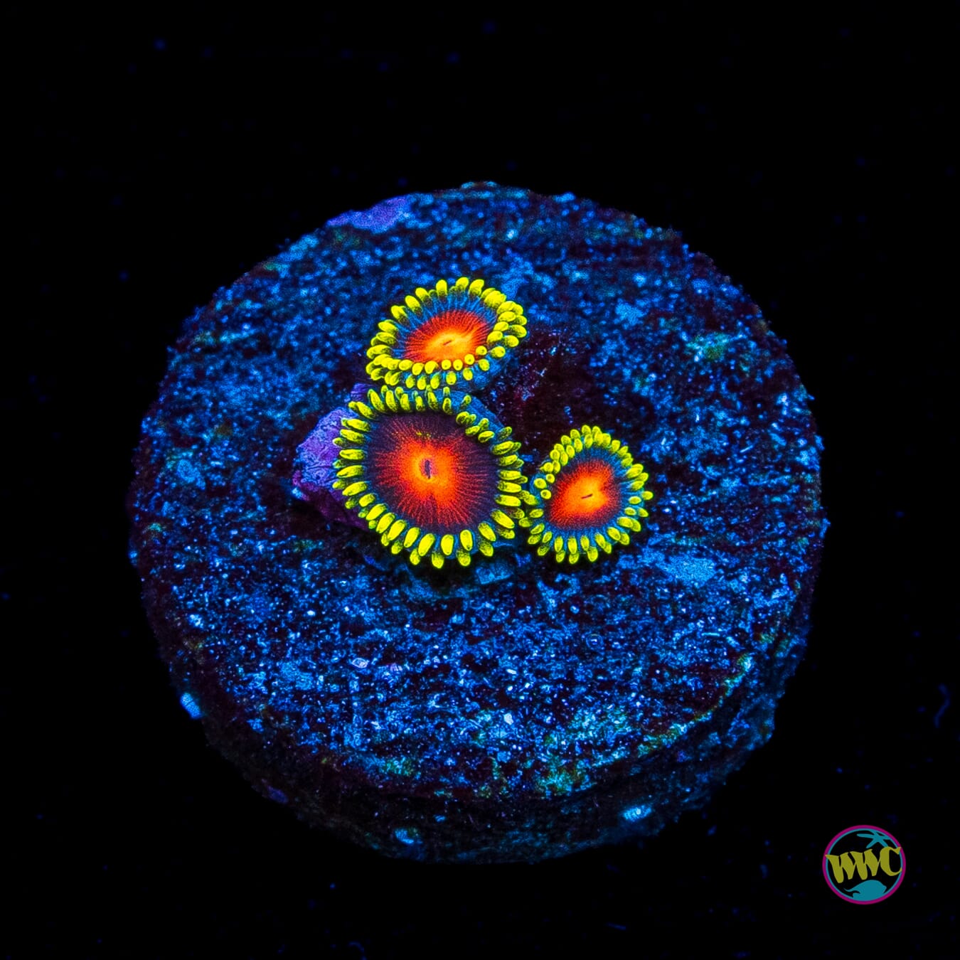 WWC Rising Sun Zoanthids