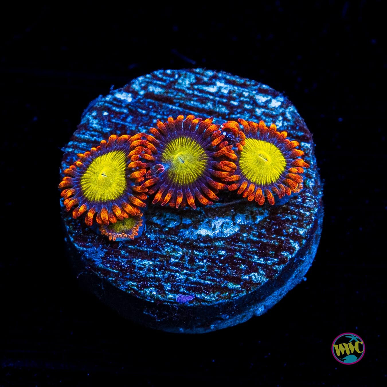 Mandarin Orange Zoanthids