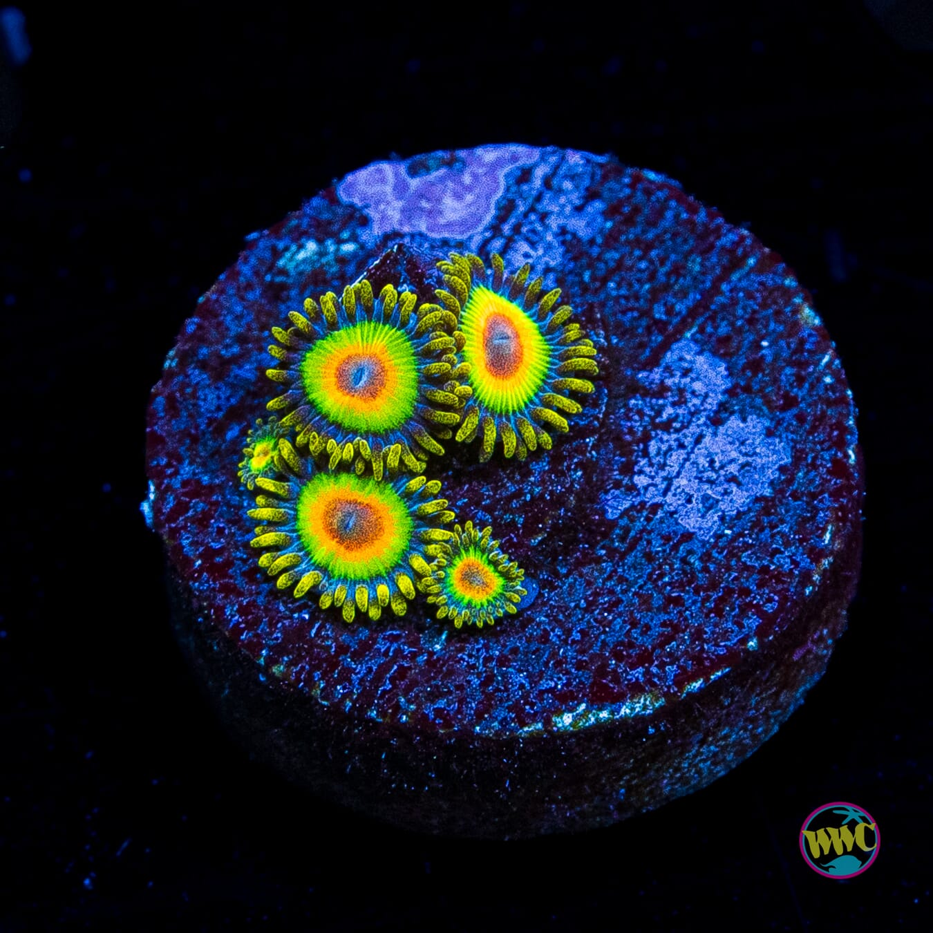 Rasta Zoanthids