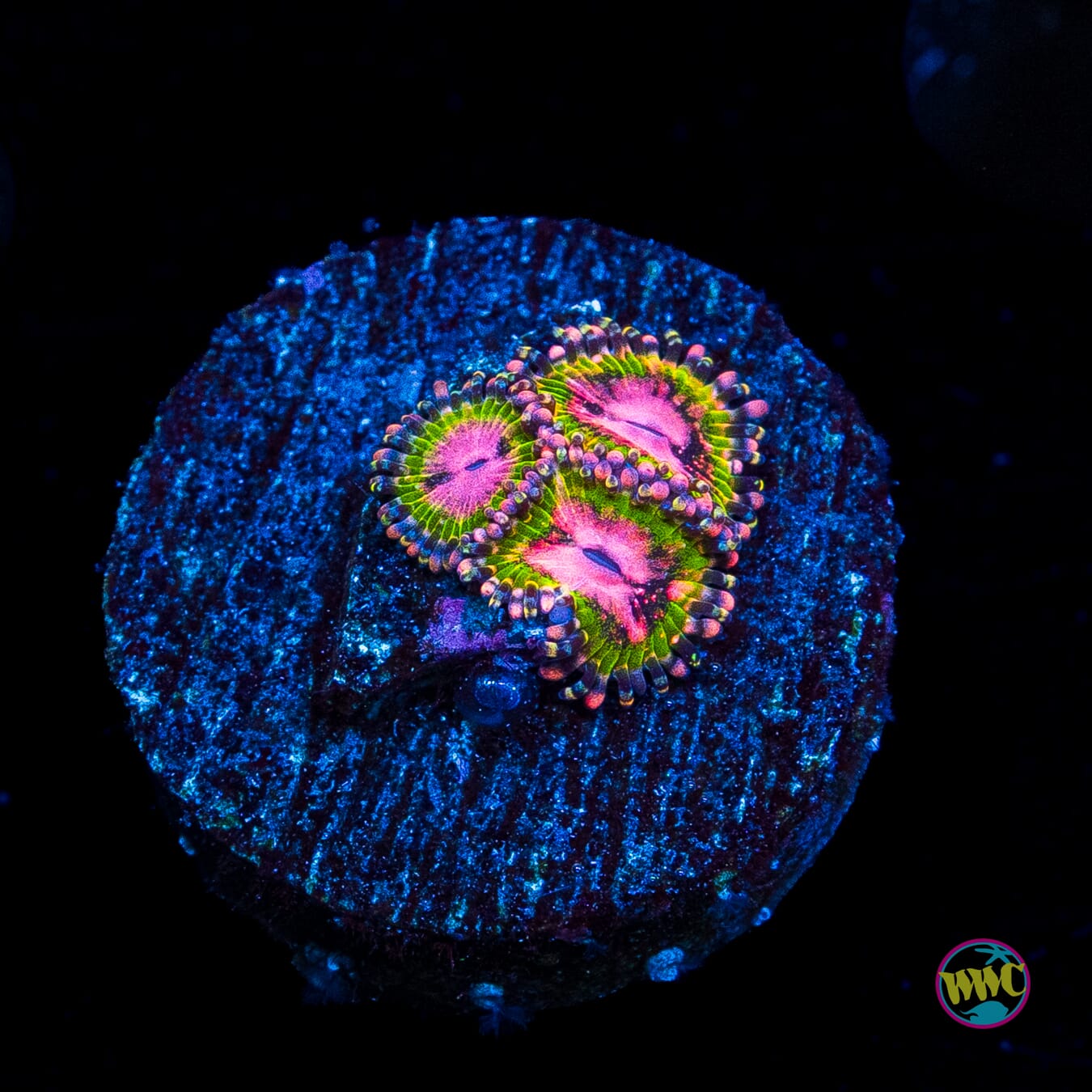 WWC Pink Krakatoa Zoanthids