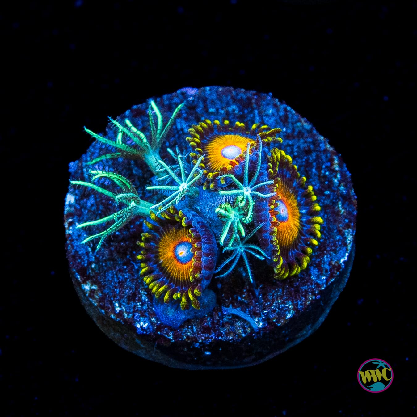 WWC Sizzling Star Polyps and Super Saiyan Combo Zoanthids