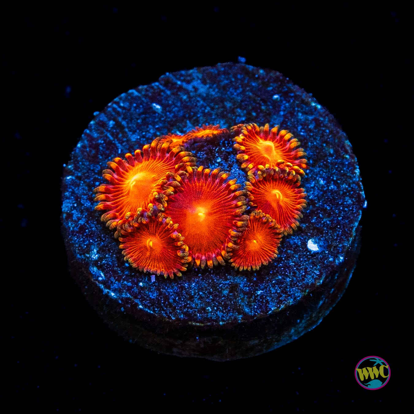 WWC Red Hots Zoanthids